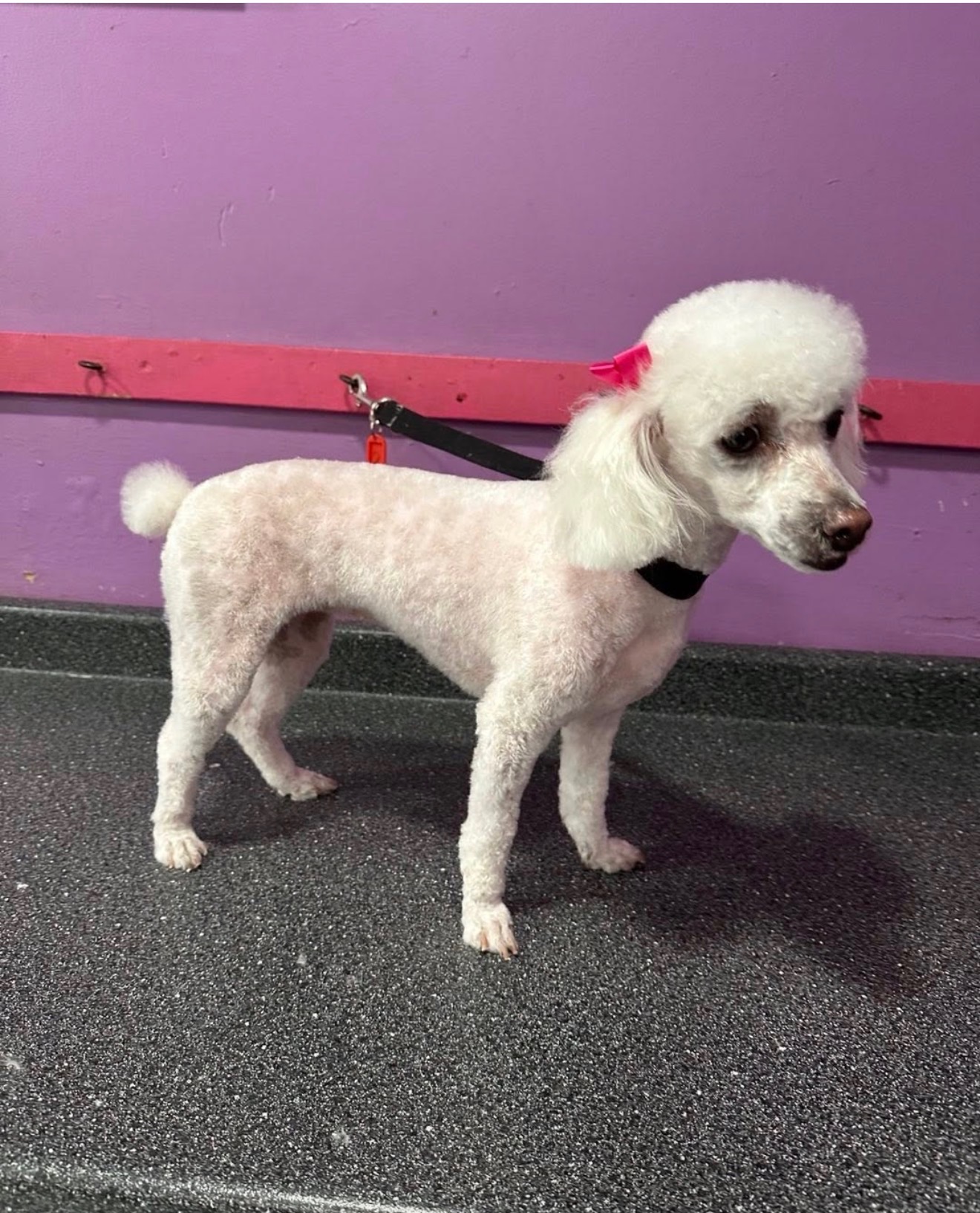 Dog Grooming West New York