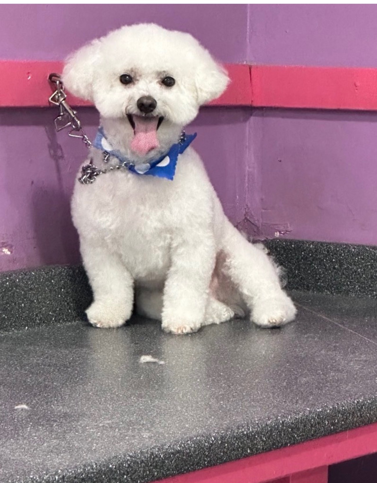 Full Dog Grooming West New York