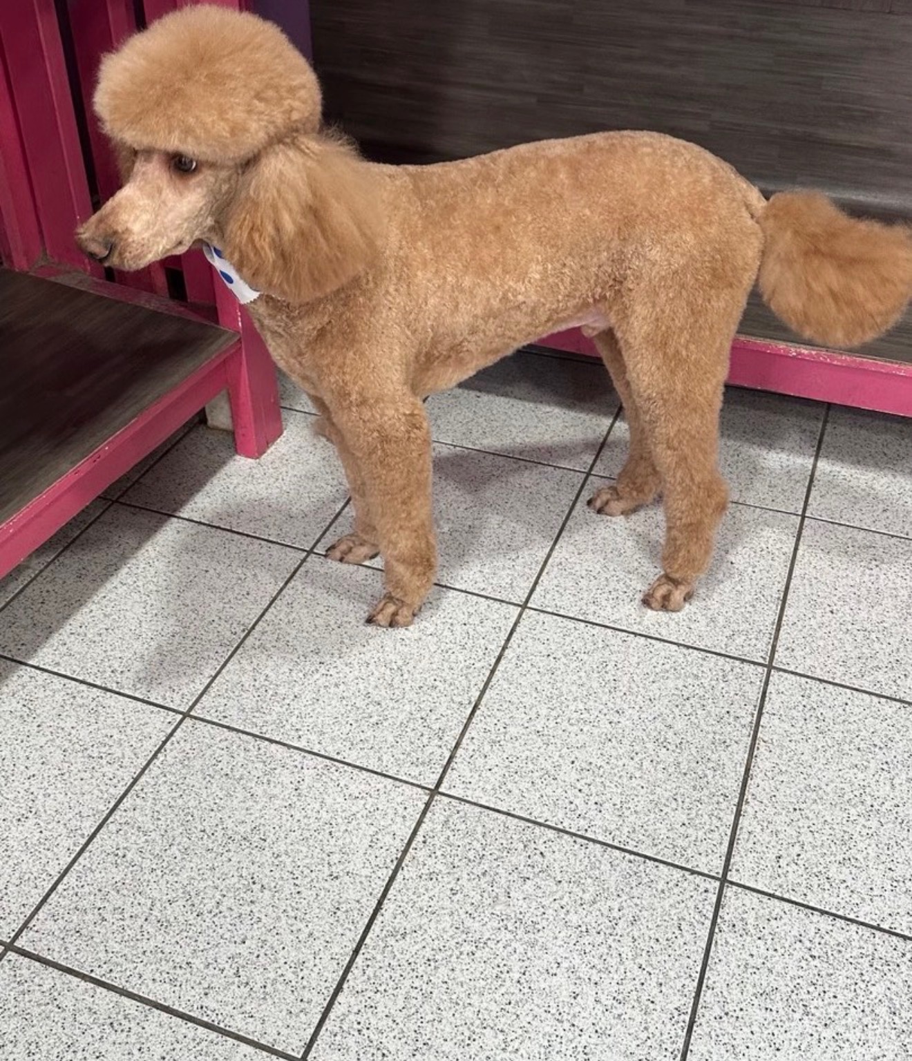 Teeth Cleaning West New York