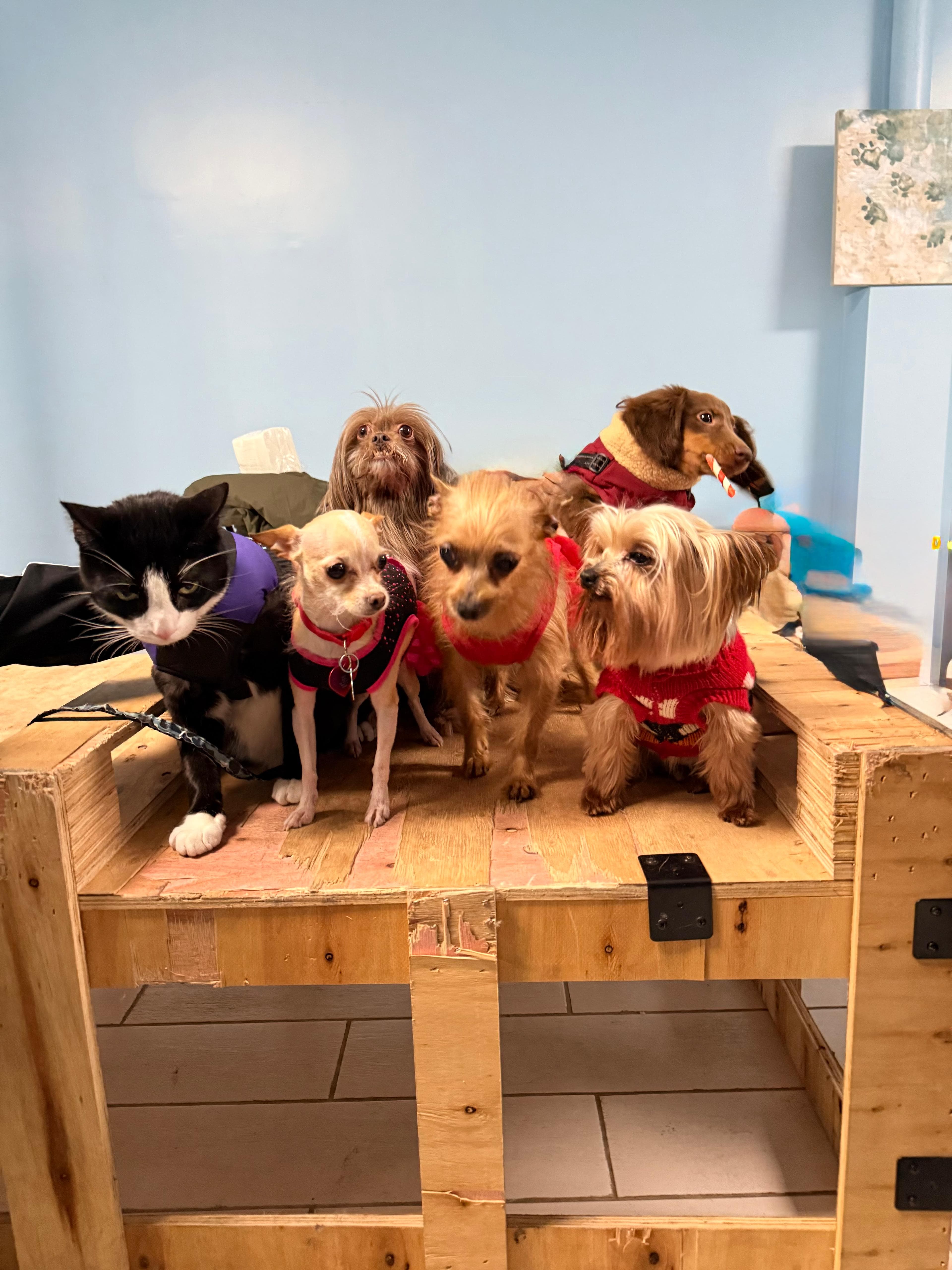 Dog Daycare in West New York