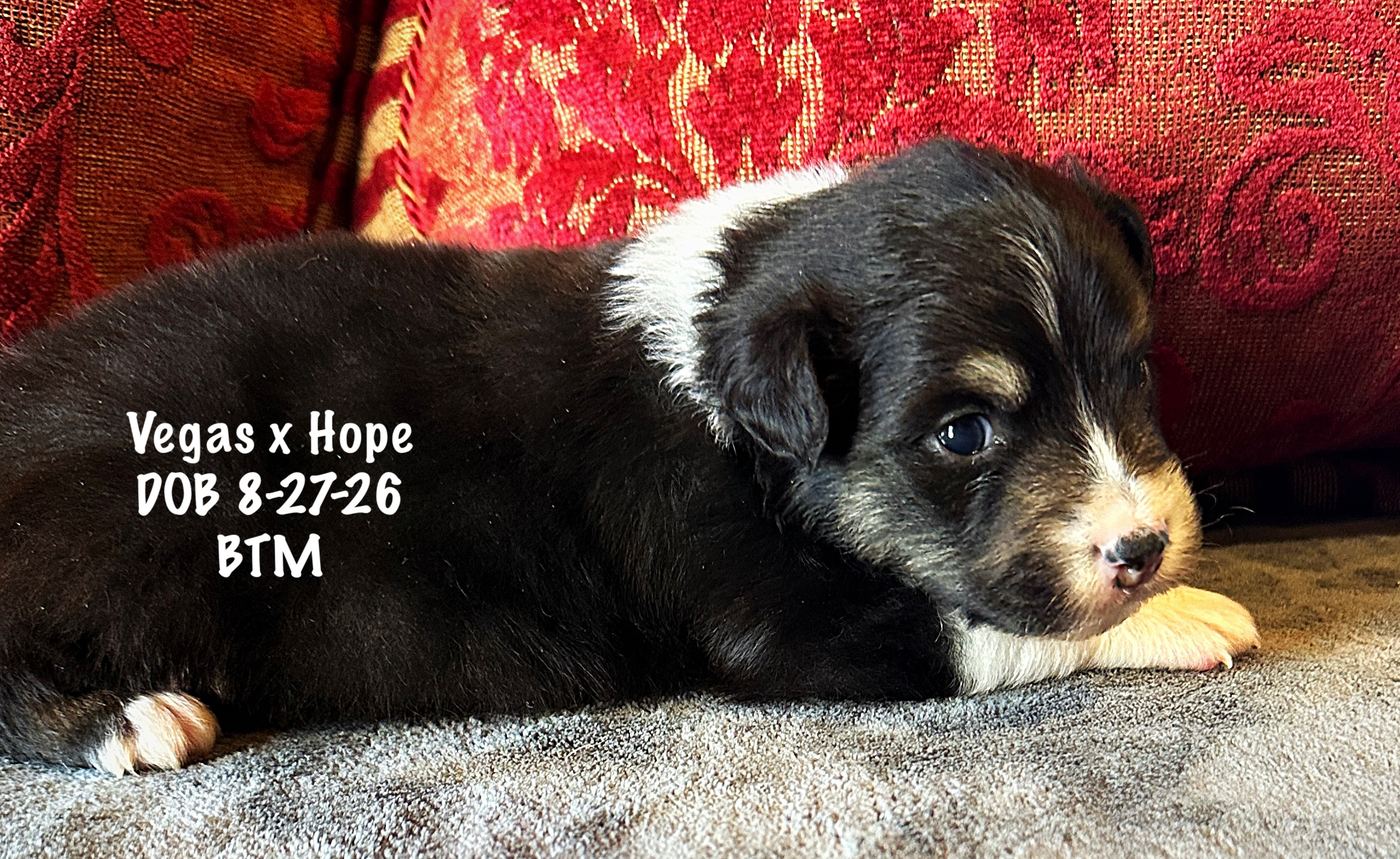 Black Tri Male 3 Weeks Old