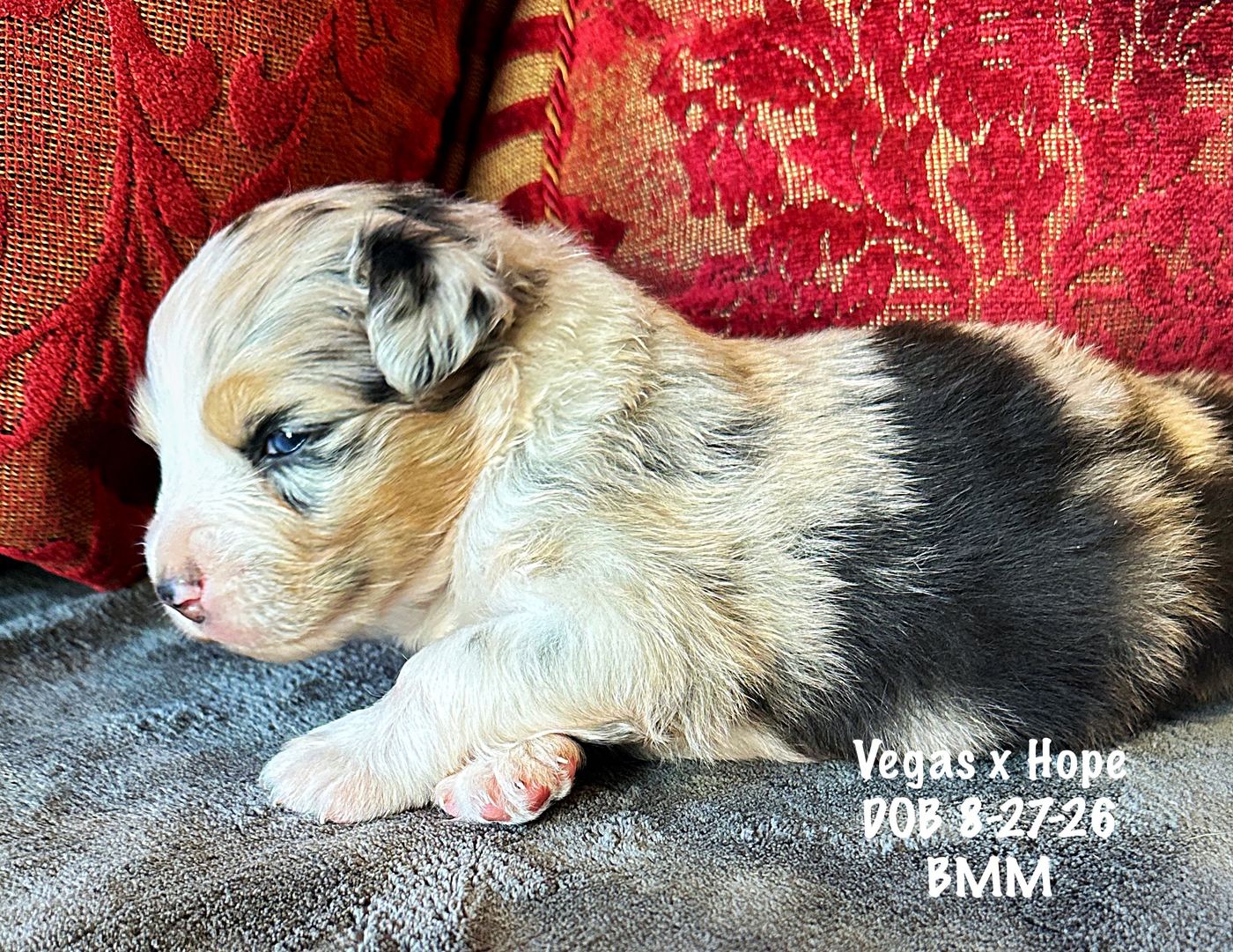 Blue Merle Male 3 Weeks Old