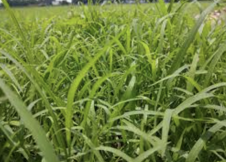 Ryegrass
