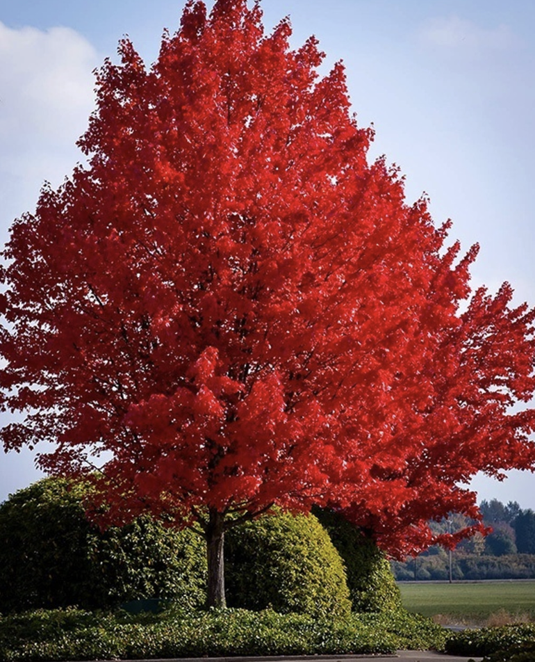maple tree