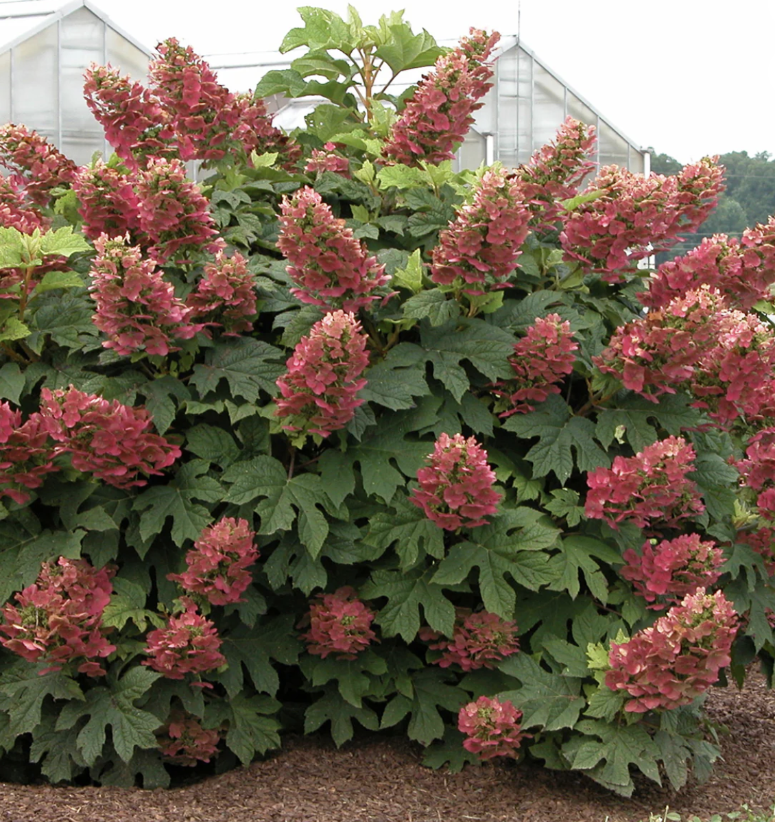 hydrangea