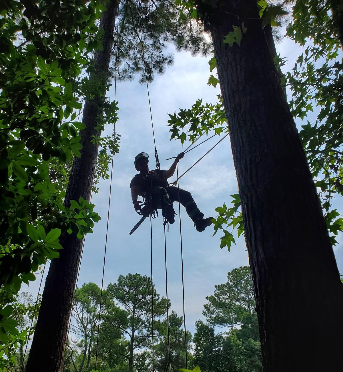 Tree Removal