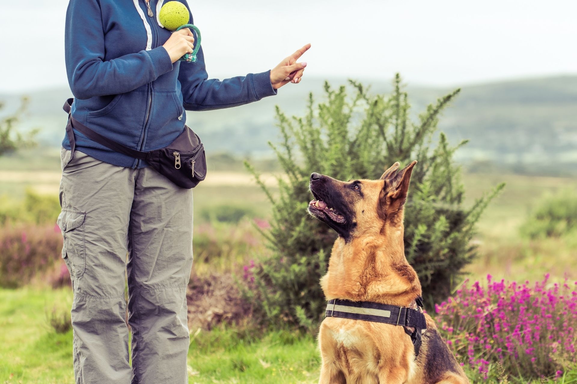 Dog training photo