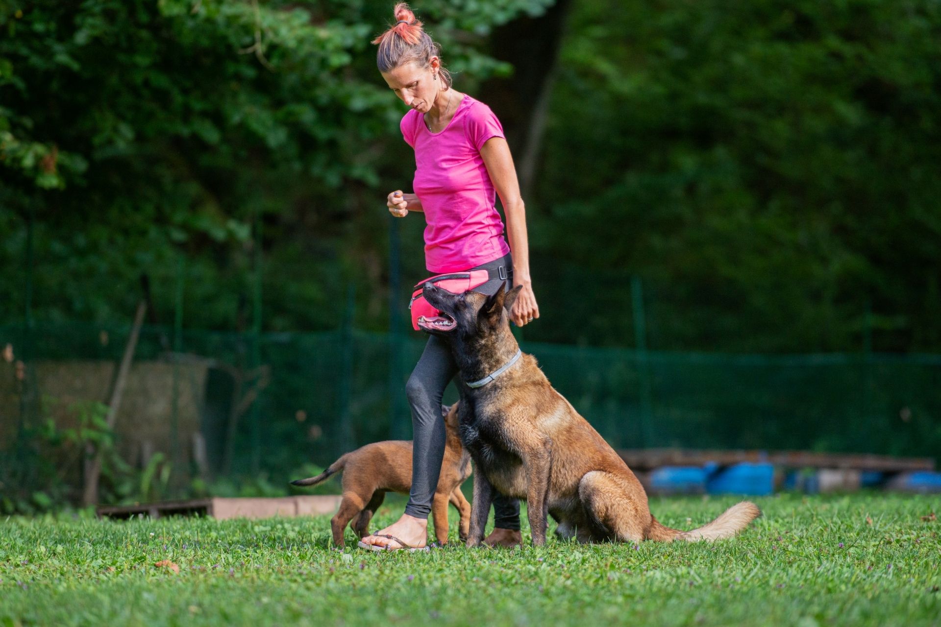 Dog training photo