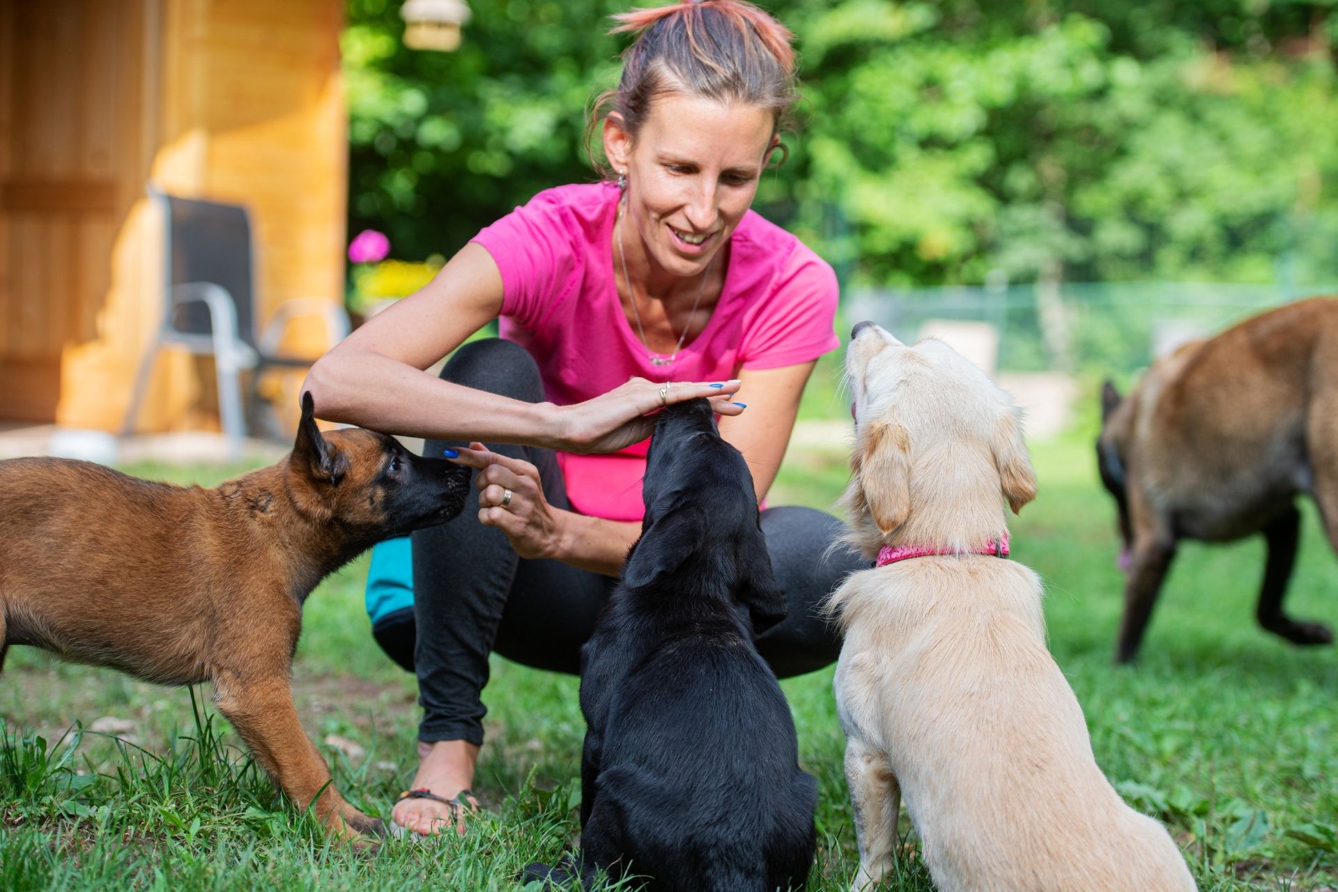 Dog training photo