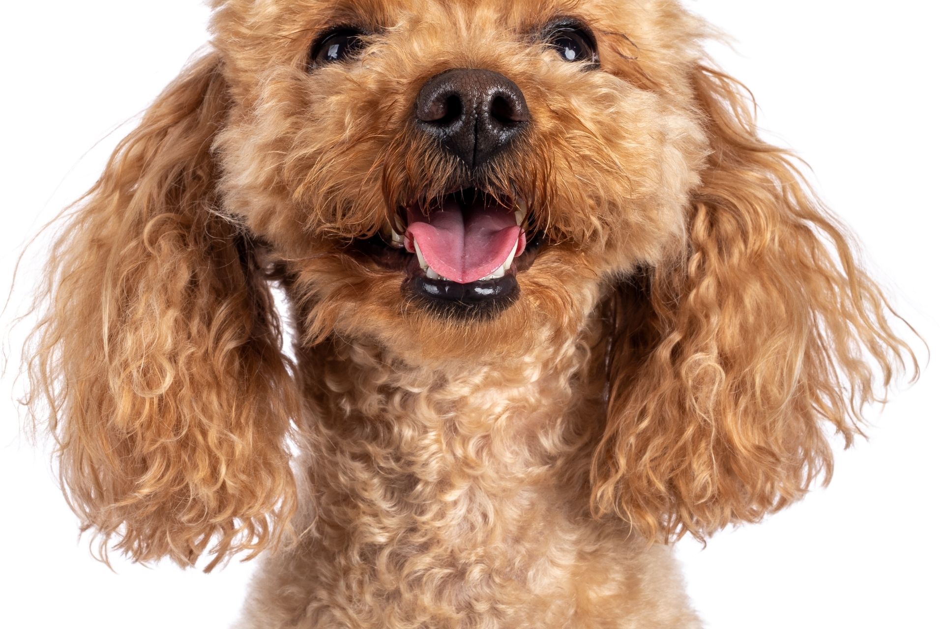 Dog training photo
