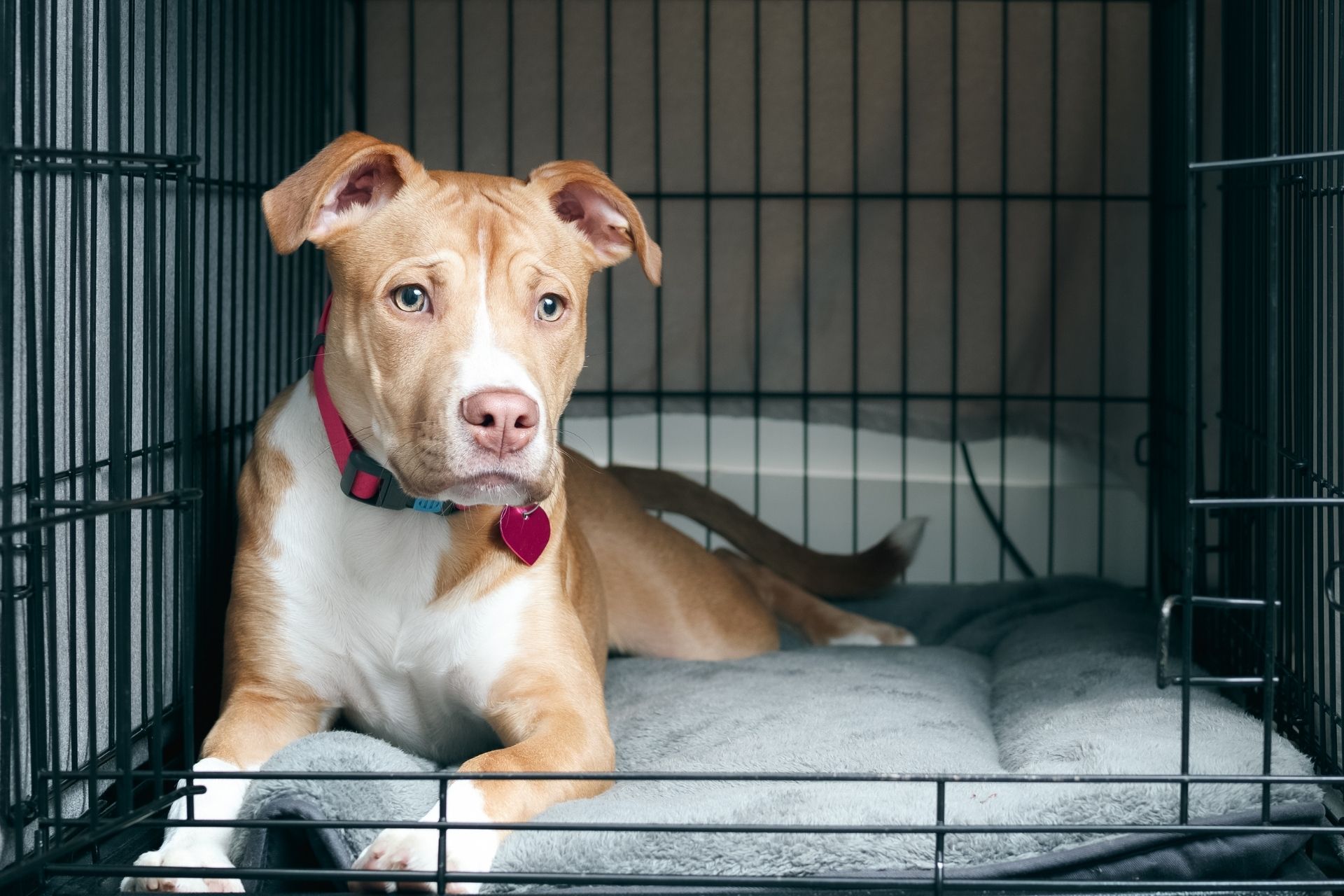 Dog training photo