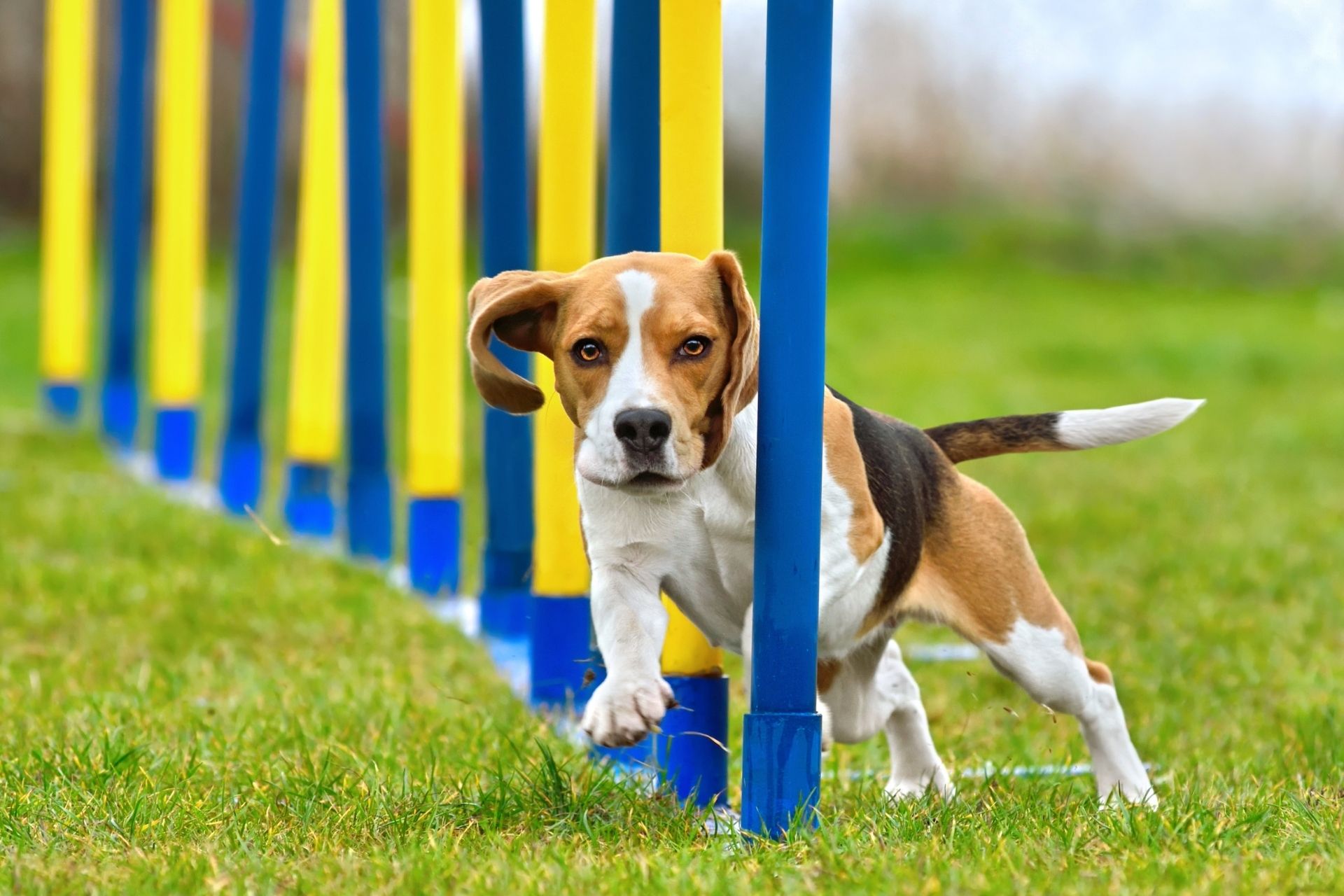 Dog training photo