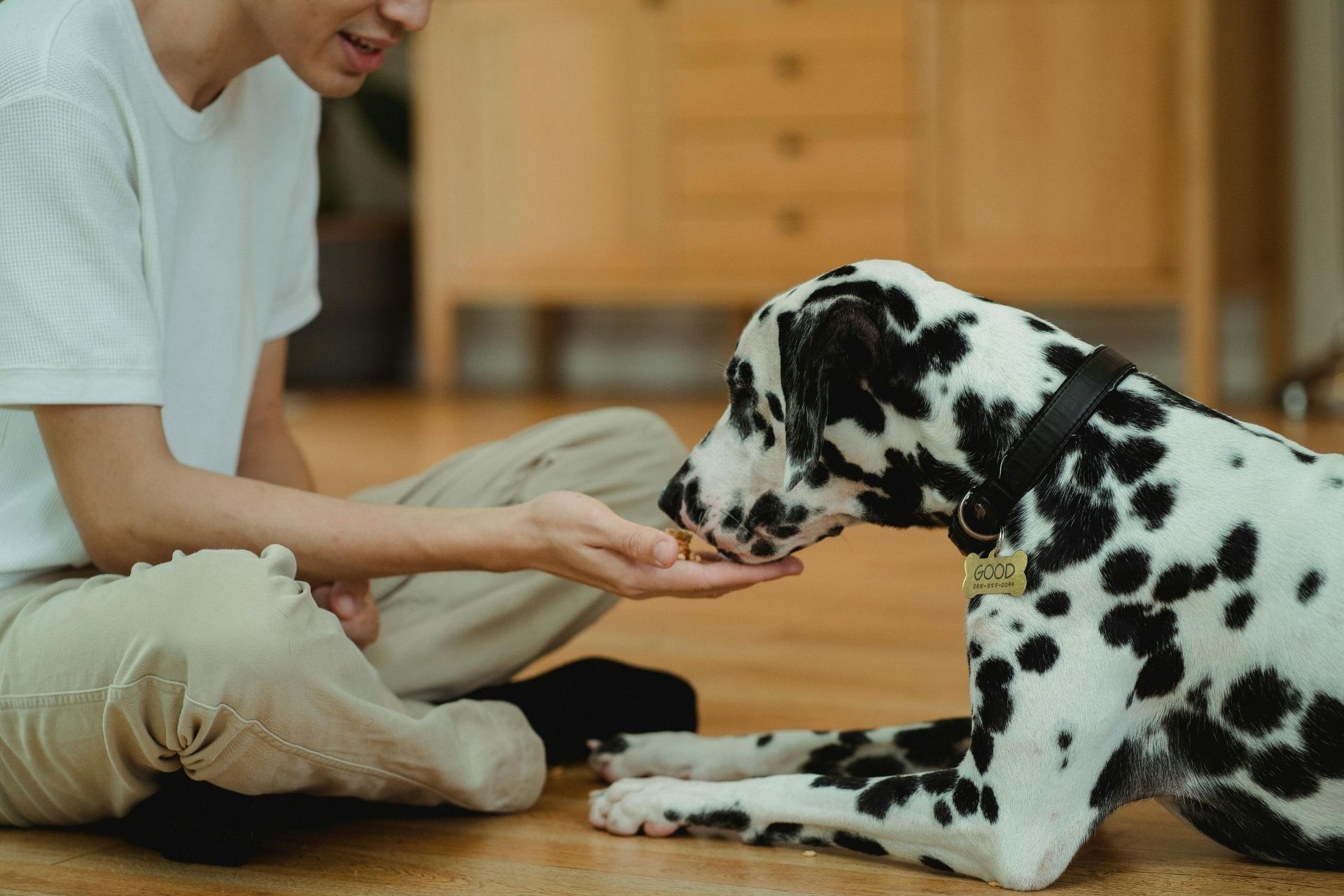 Dog training photo