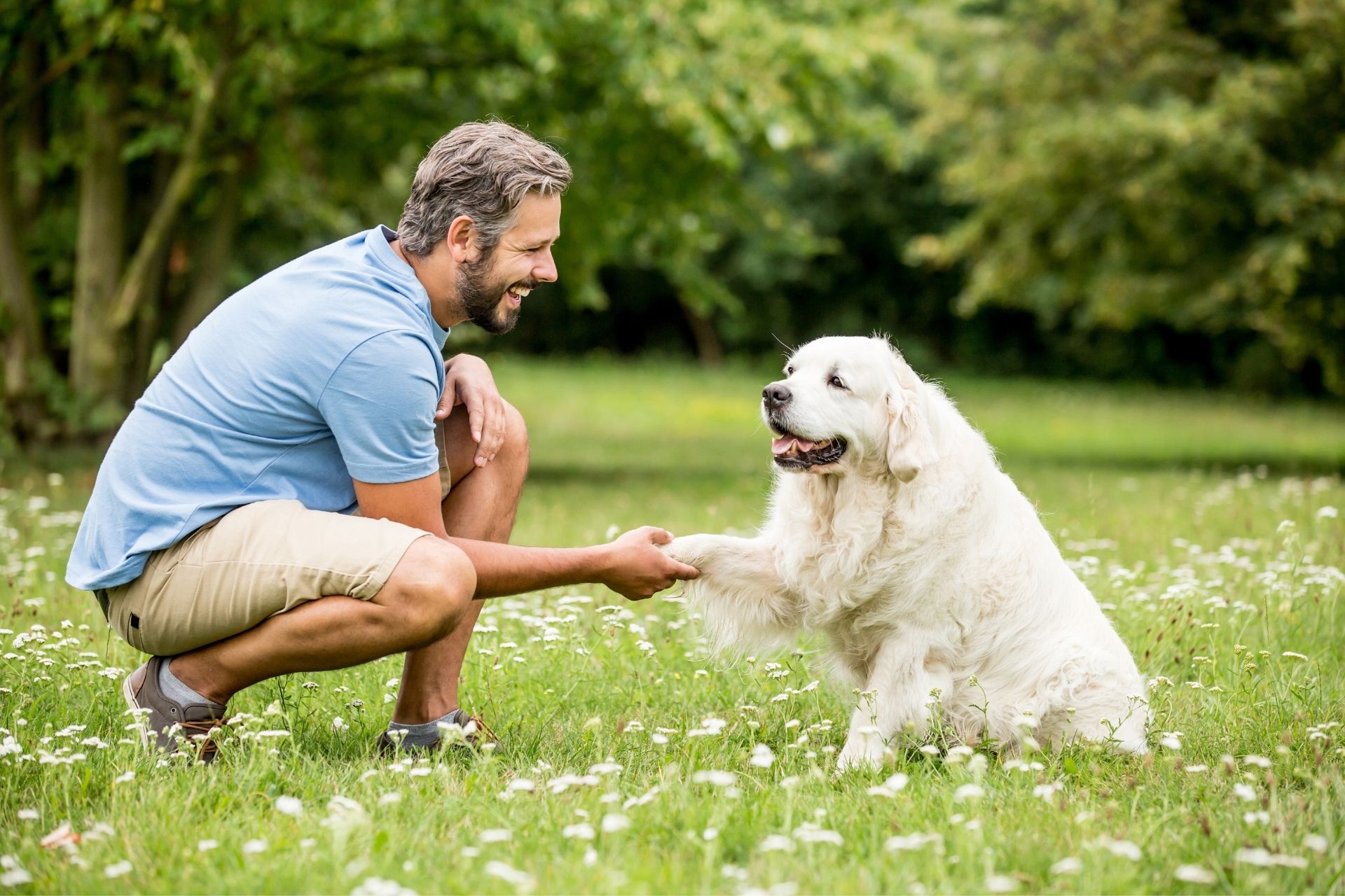 Dog training photo