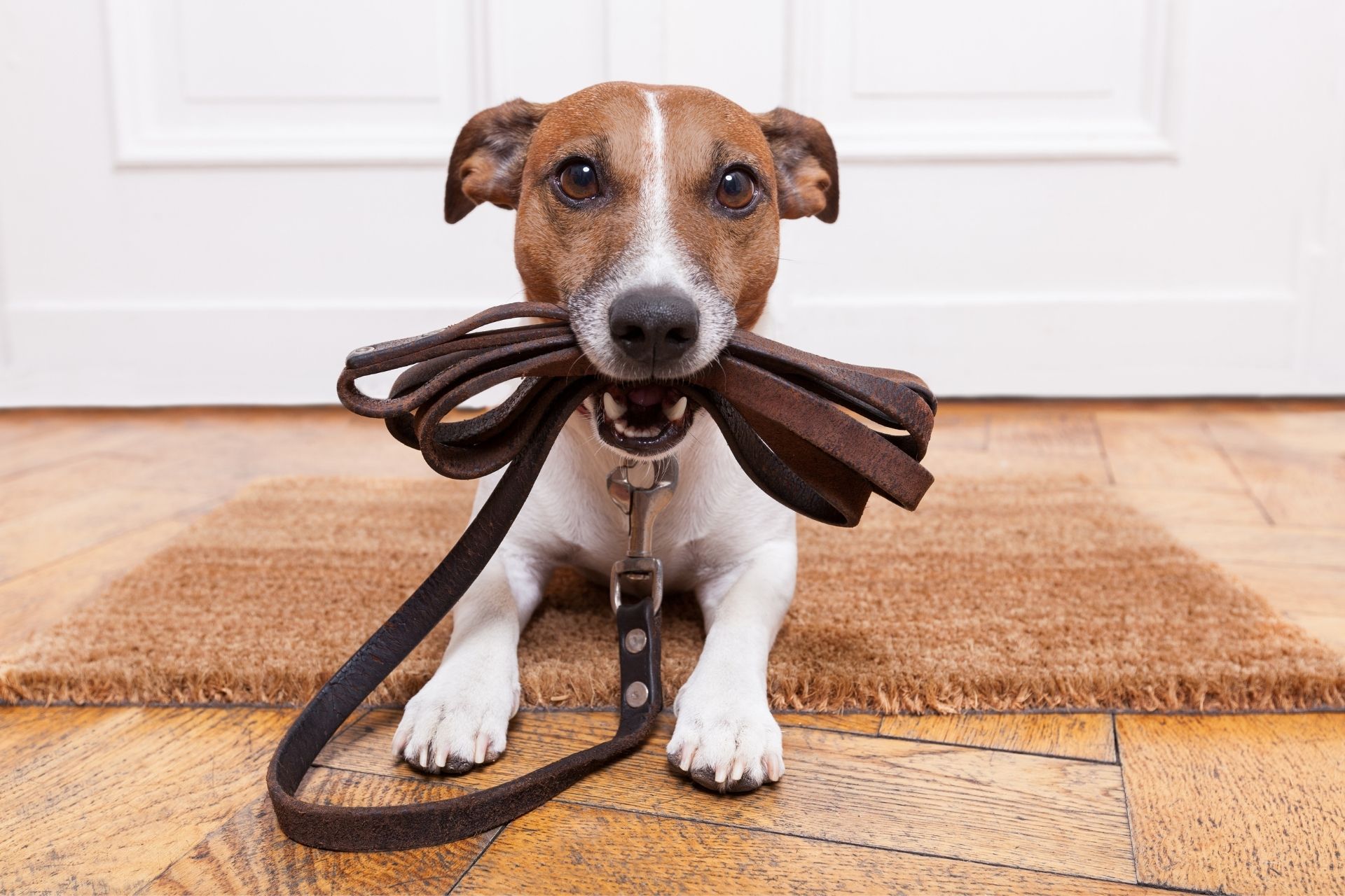 Dog training photo