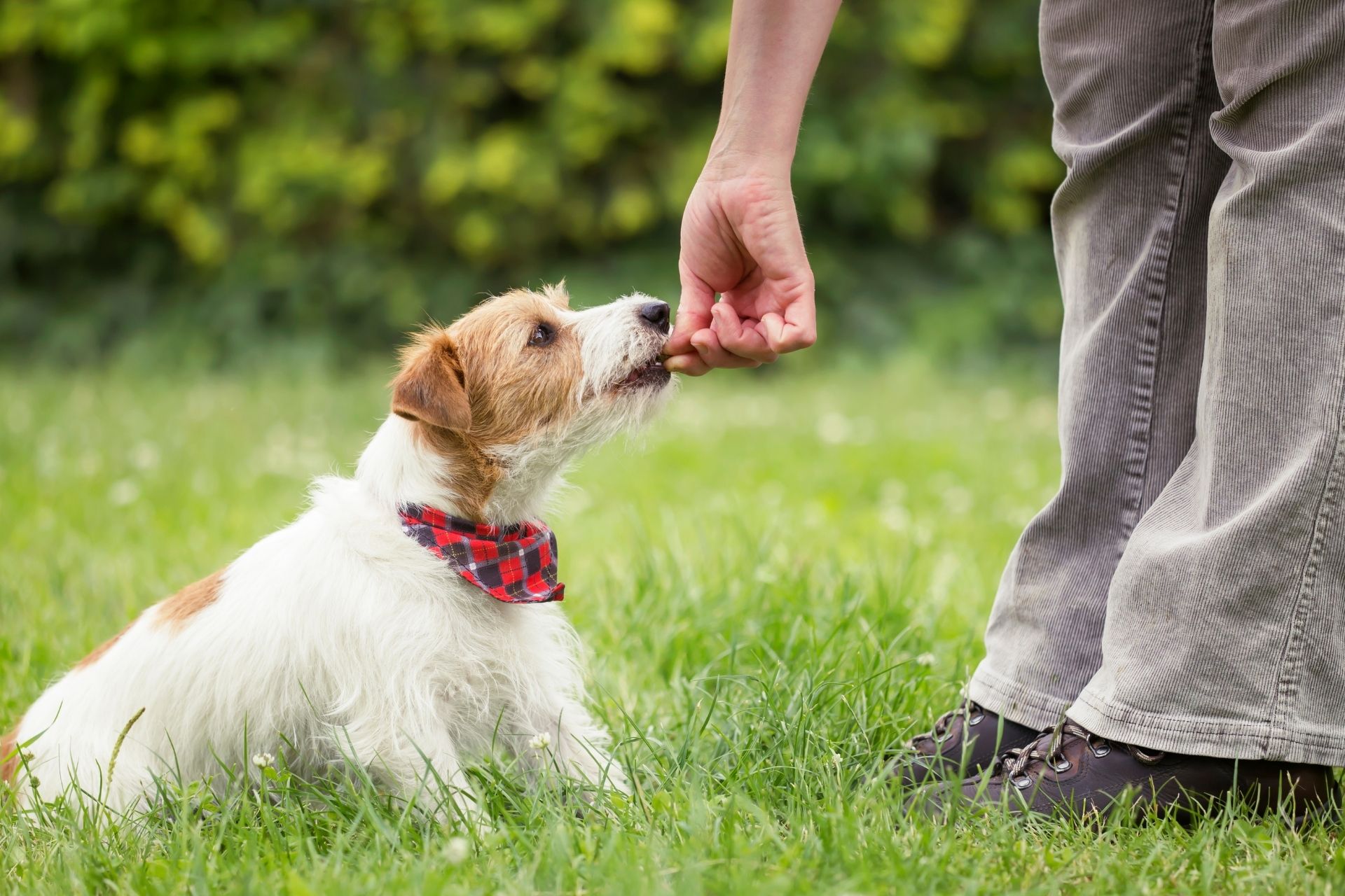 Dog training photo