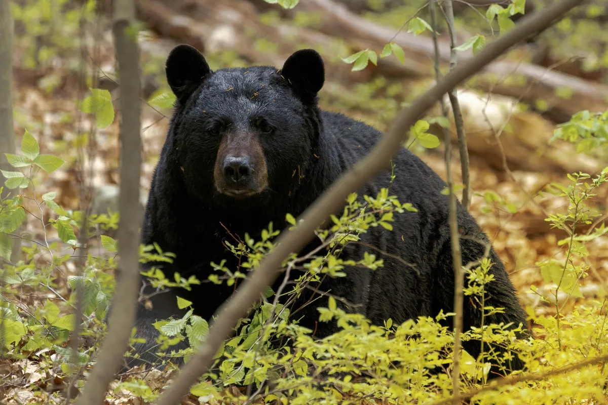 Northern Ontario Black Bear.