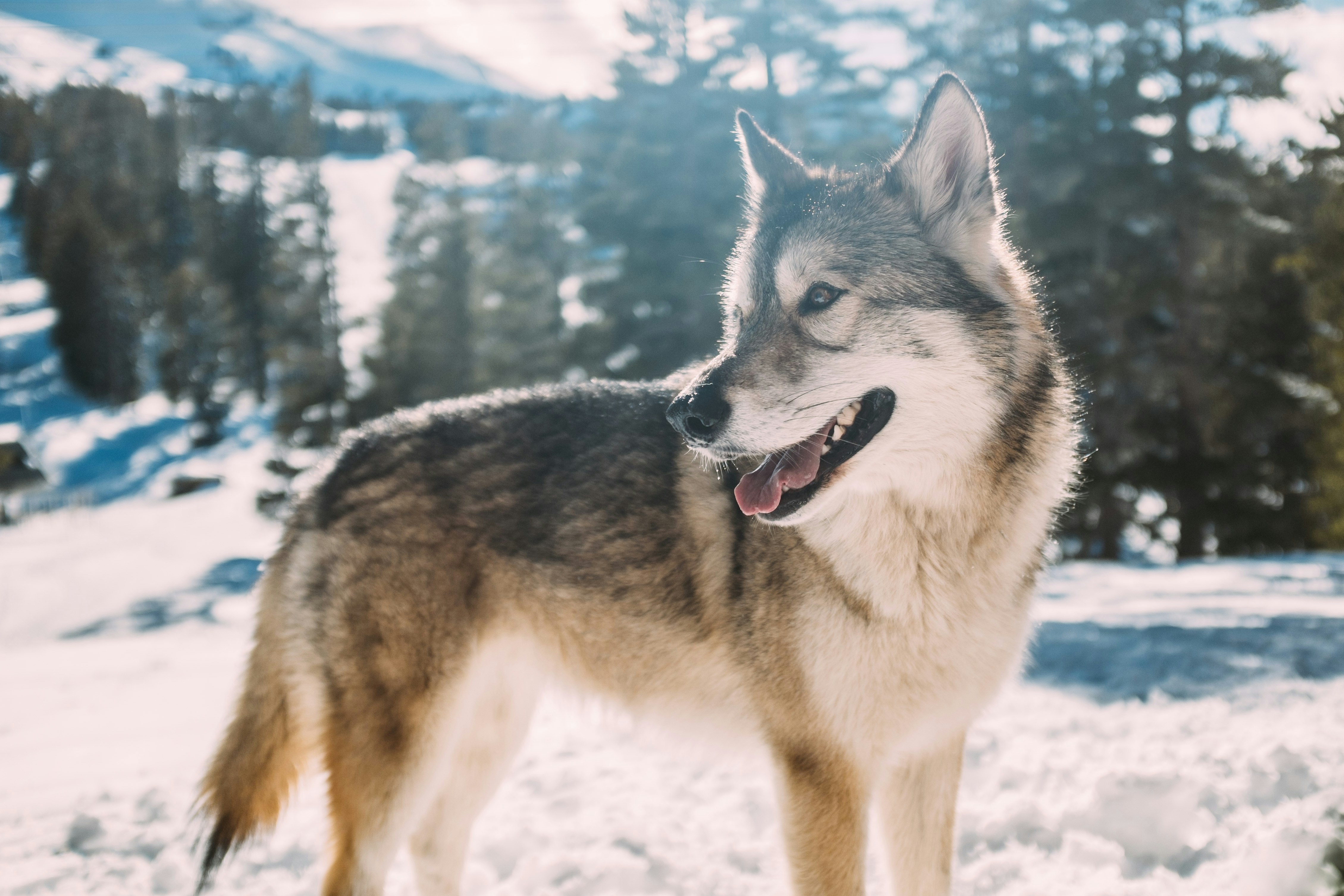 Northern Ontario Timberwolf.