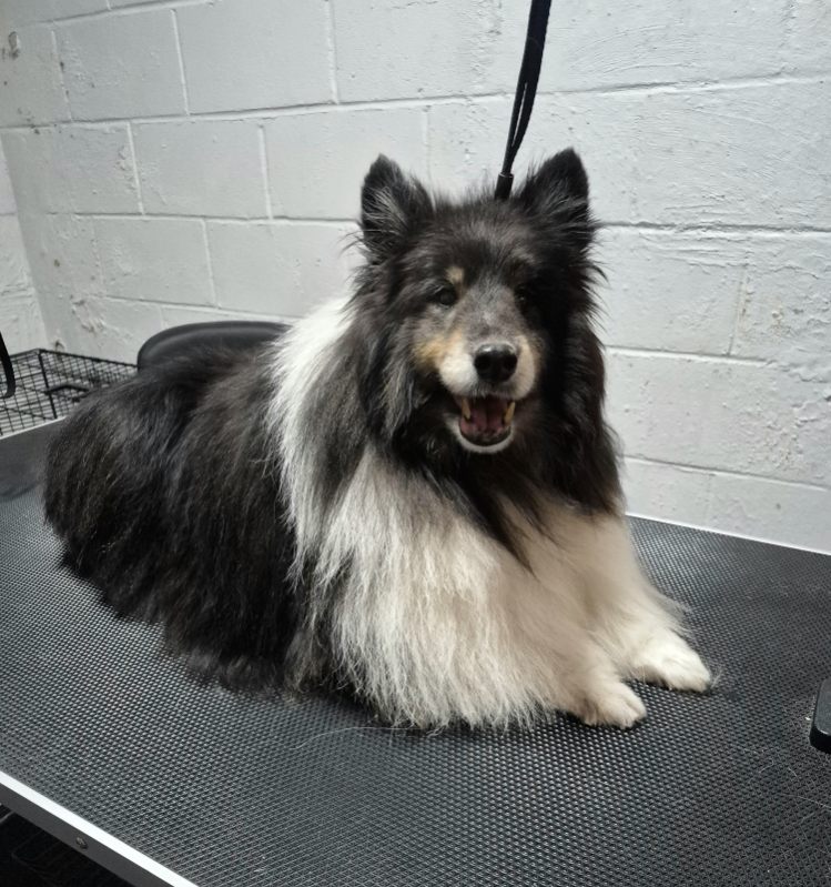 Full Grooming