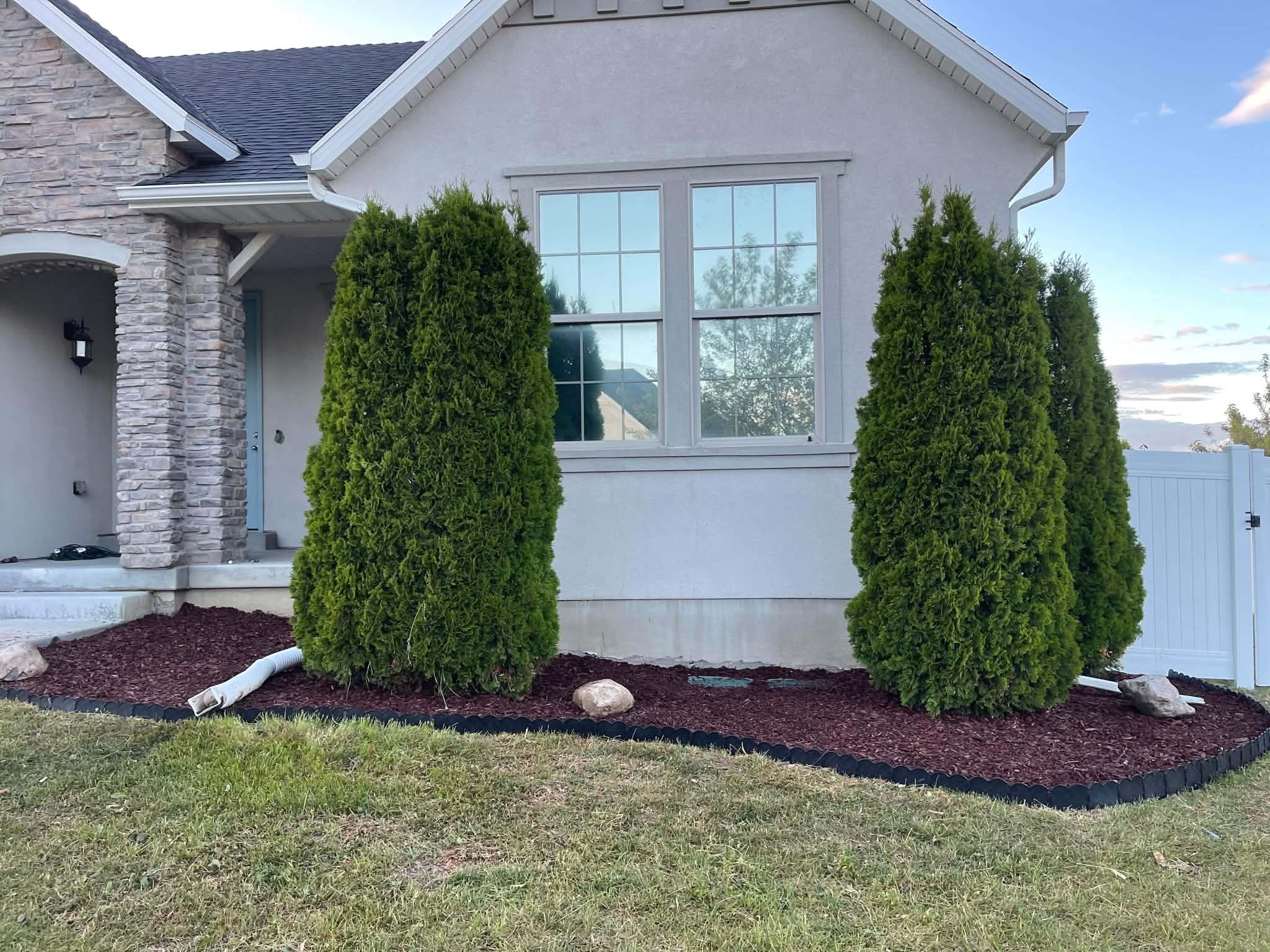 Front yard with two tall evergreen trees in fresh mulch beds