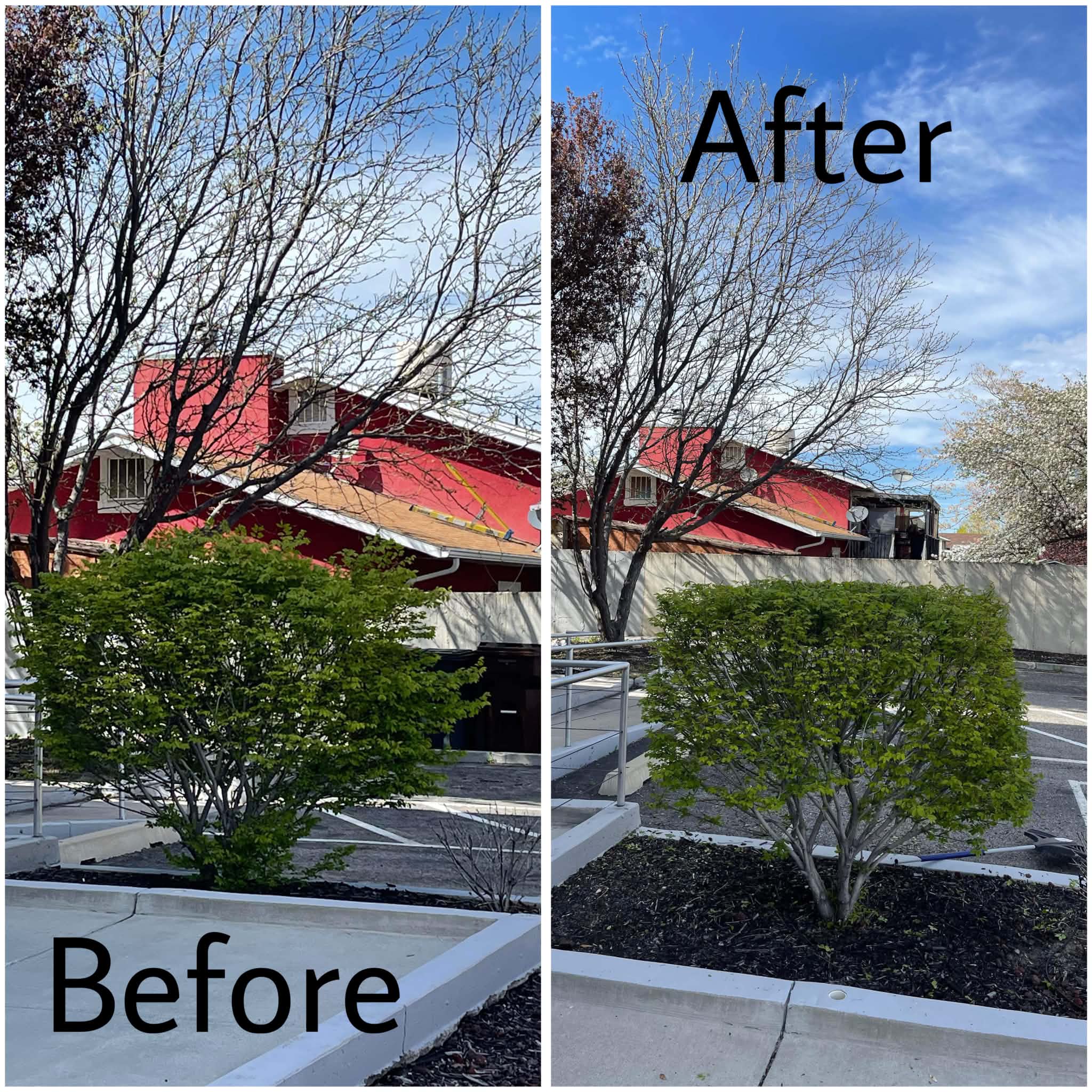 Yard clean-up & tidy-up — before