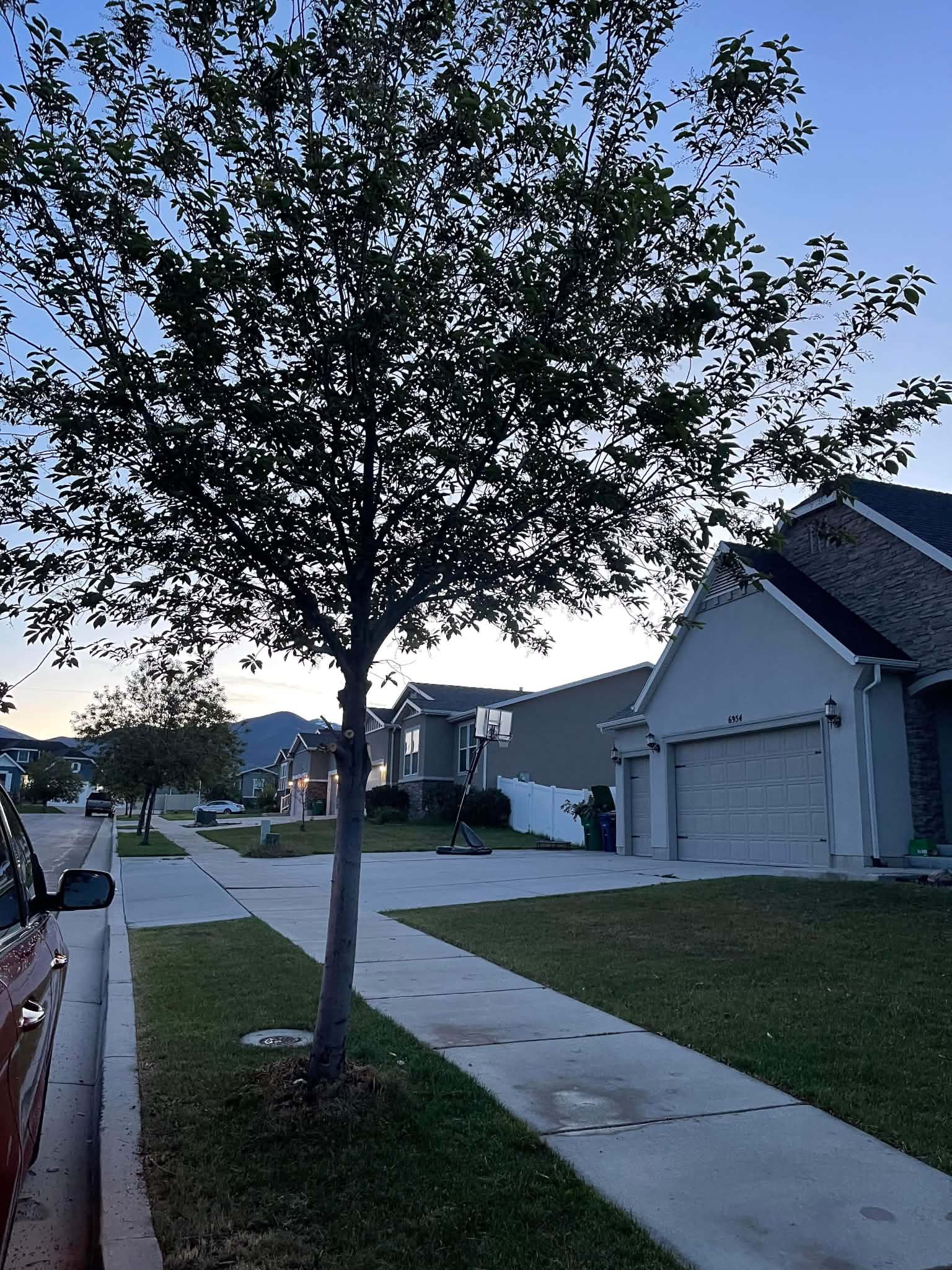 Tree in the foreground of a residential street
