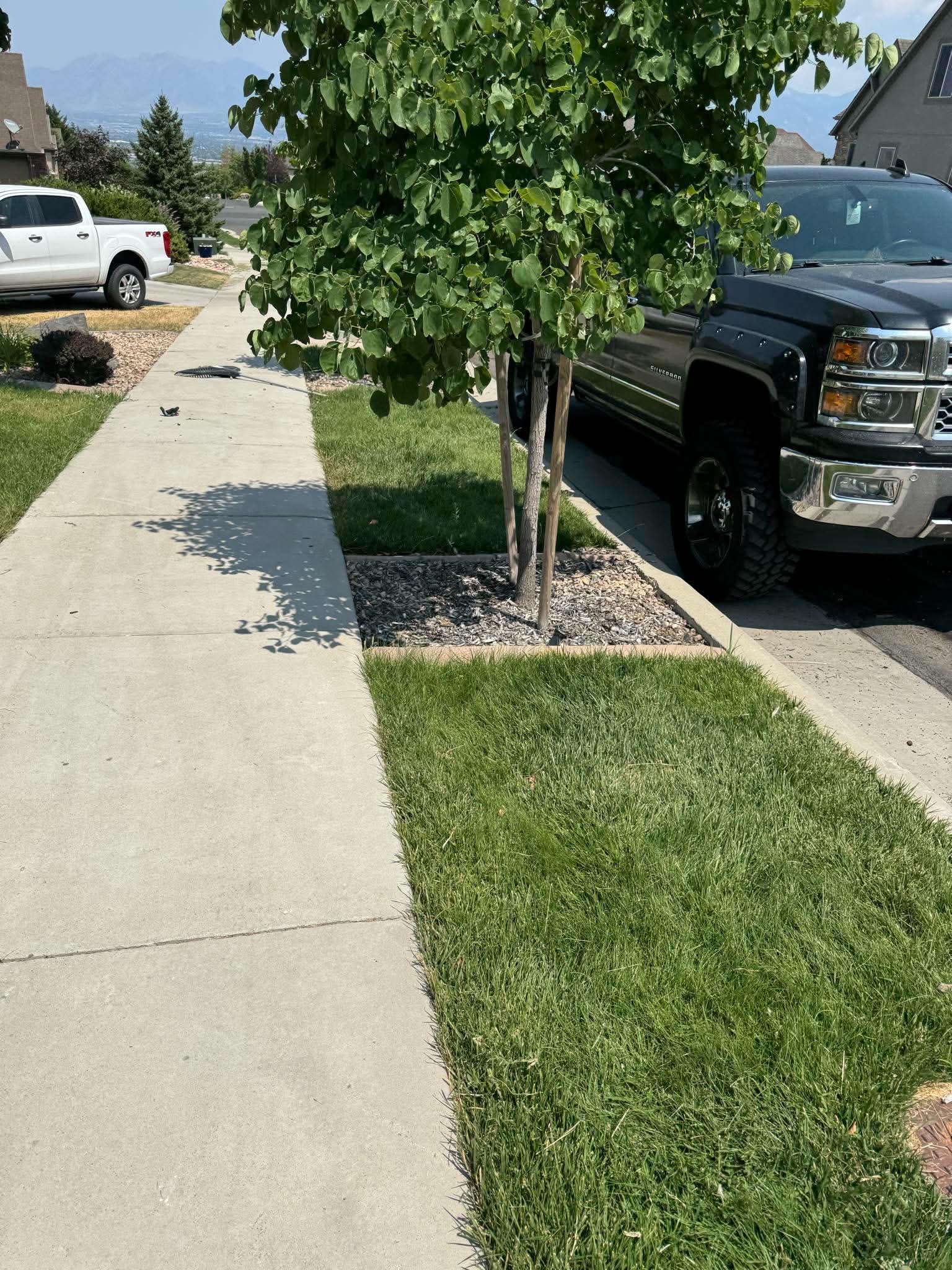 Newly planted tree beside a clean sidewalk