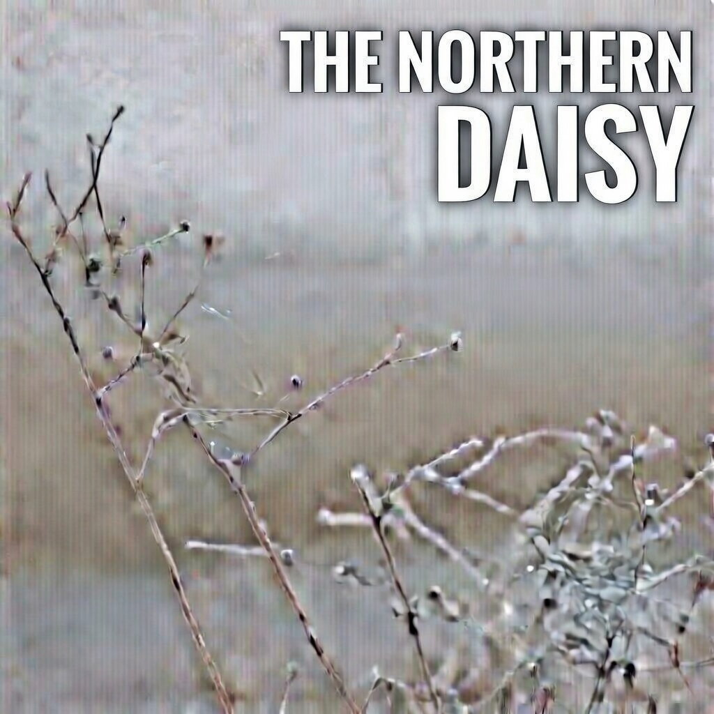 The Northern Daisy — Energy Healing Tools, Guidance, and Handcrafted Creations