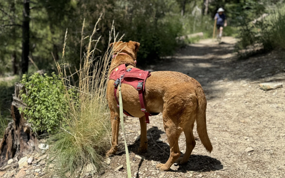dog on hiking trail