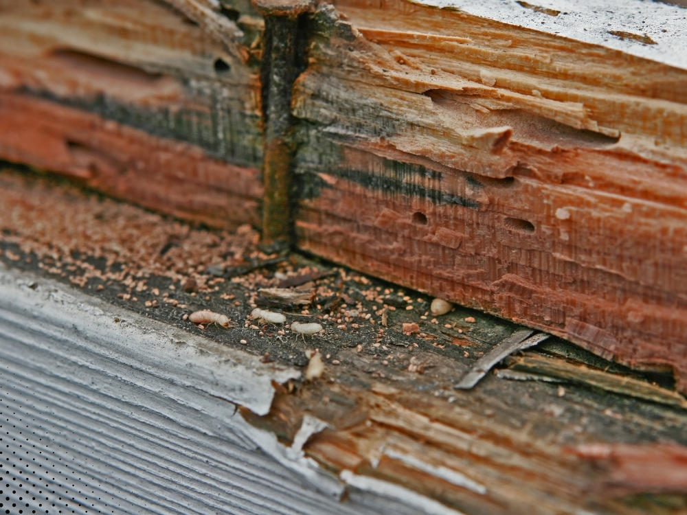 termite damage rotting wood structural inspection Florida home