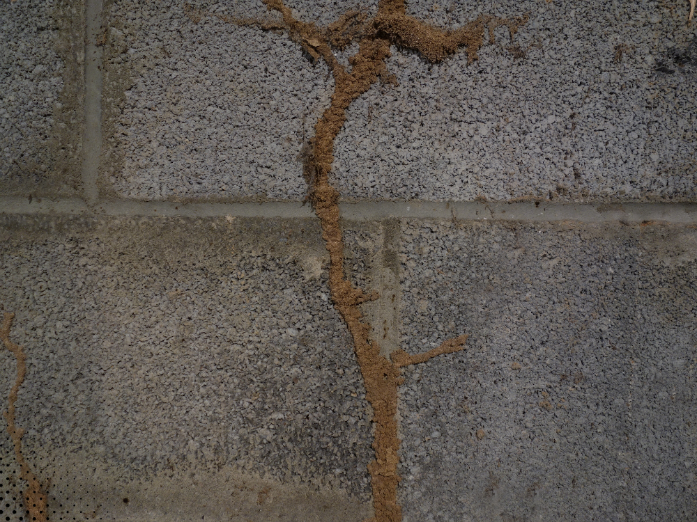 termite mud tubes foundation wall Florida home inspection