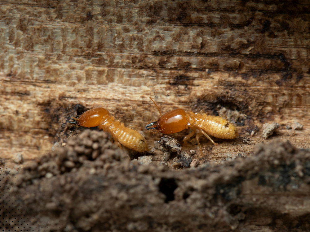 Termites actively feeding on wood, causing potential structural damage in homes. Termite inspections are crucial for identifying and preventing hidden infestations