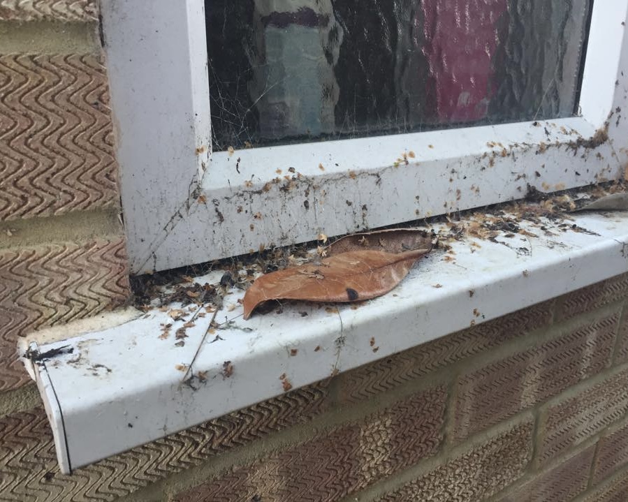 window cleaner leicestershire