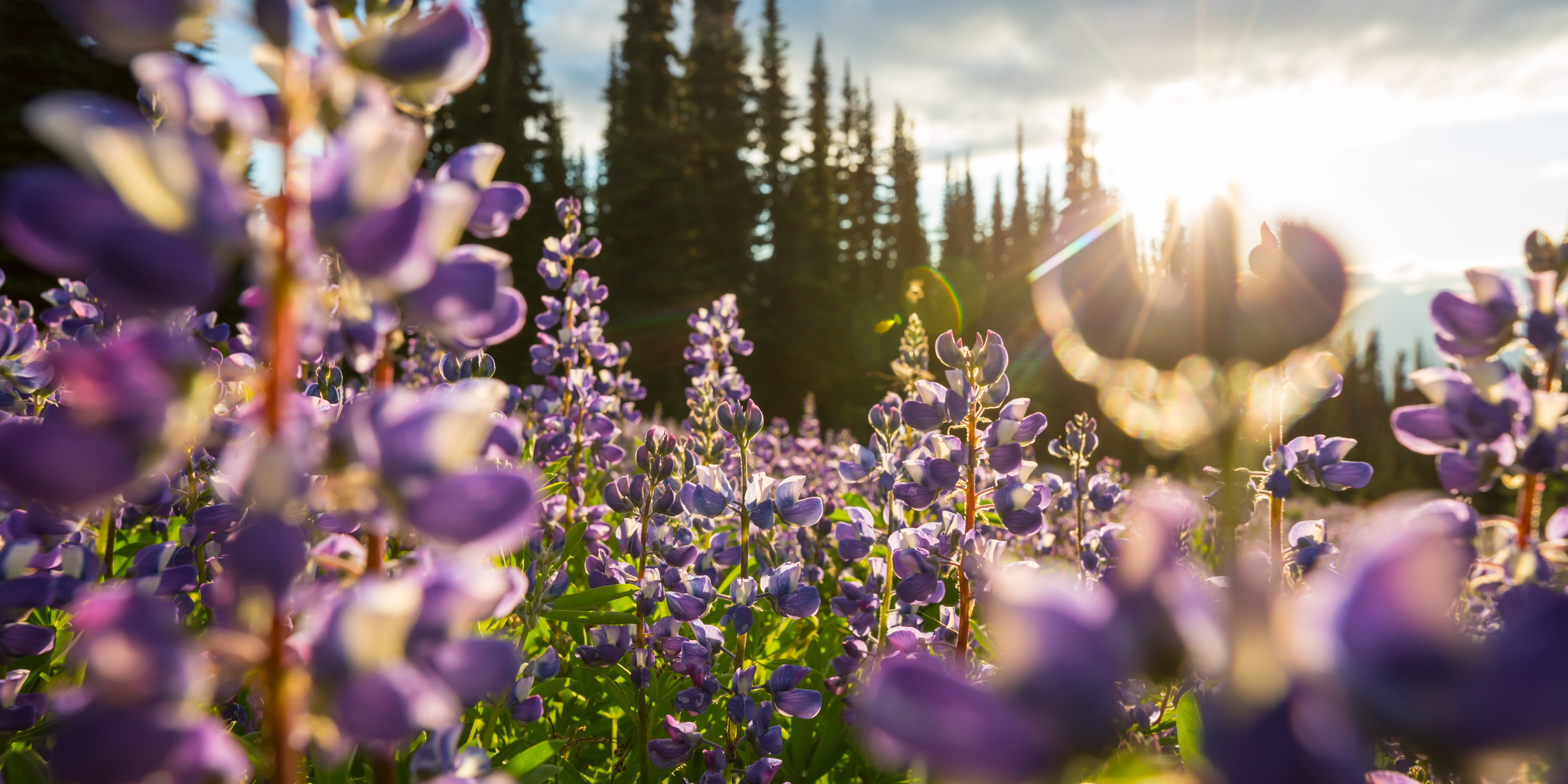 Lavender wildflowers in sunlight — a symbol of hope and renewal