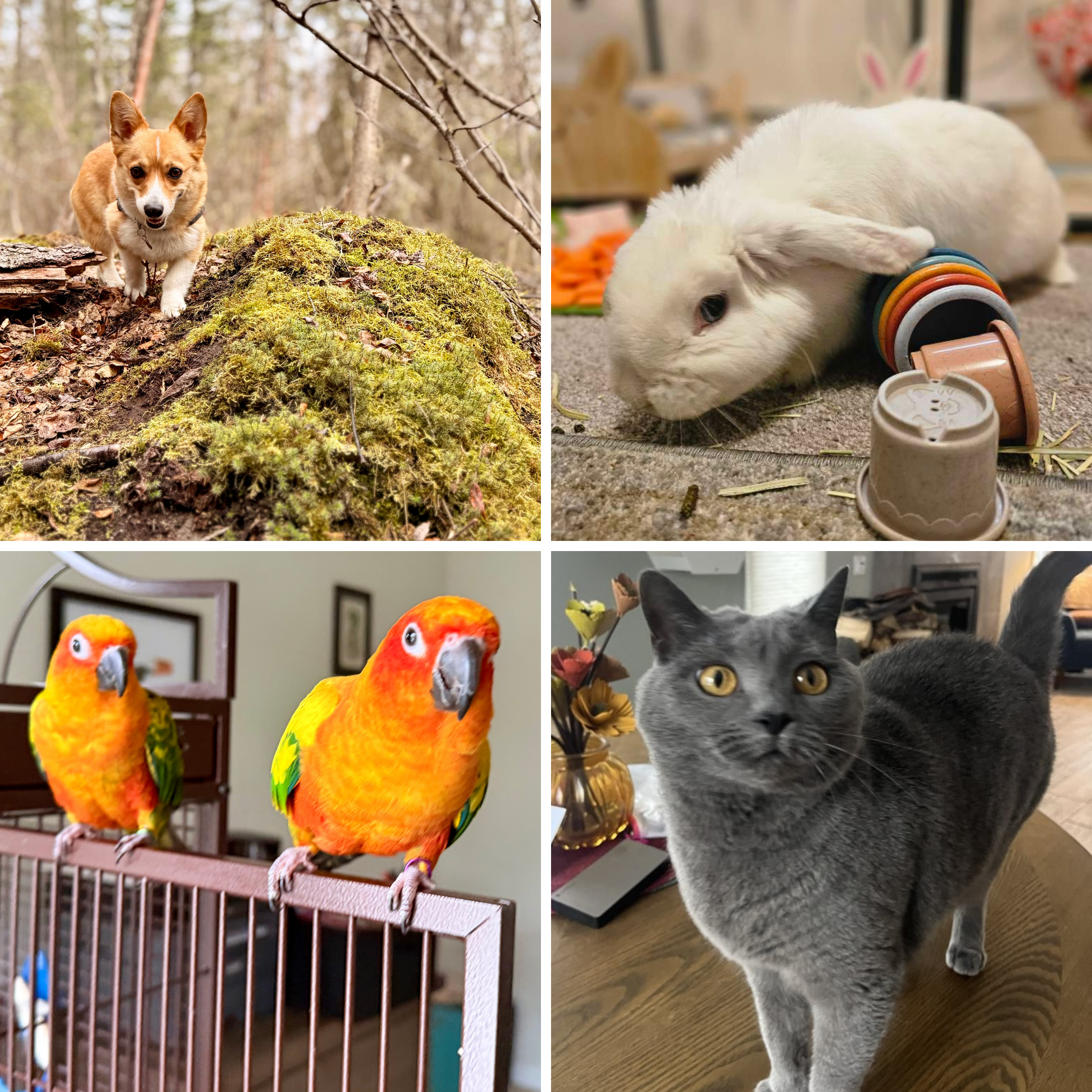 pet sitter holding two dogs