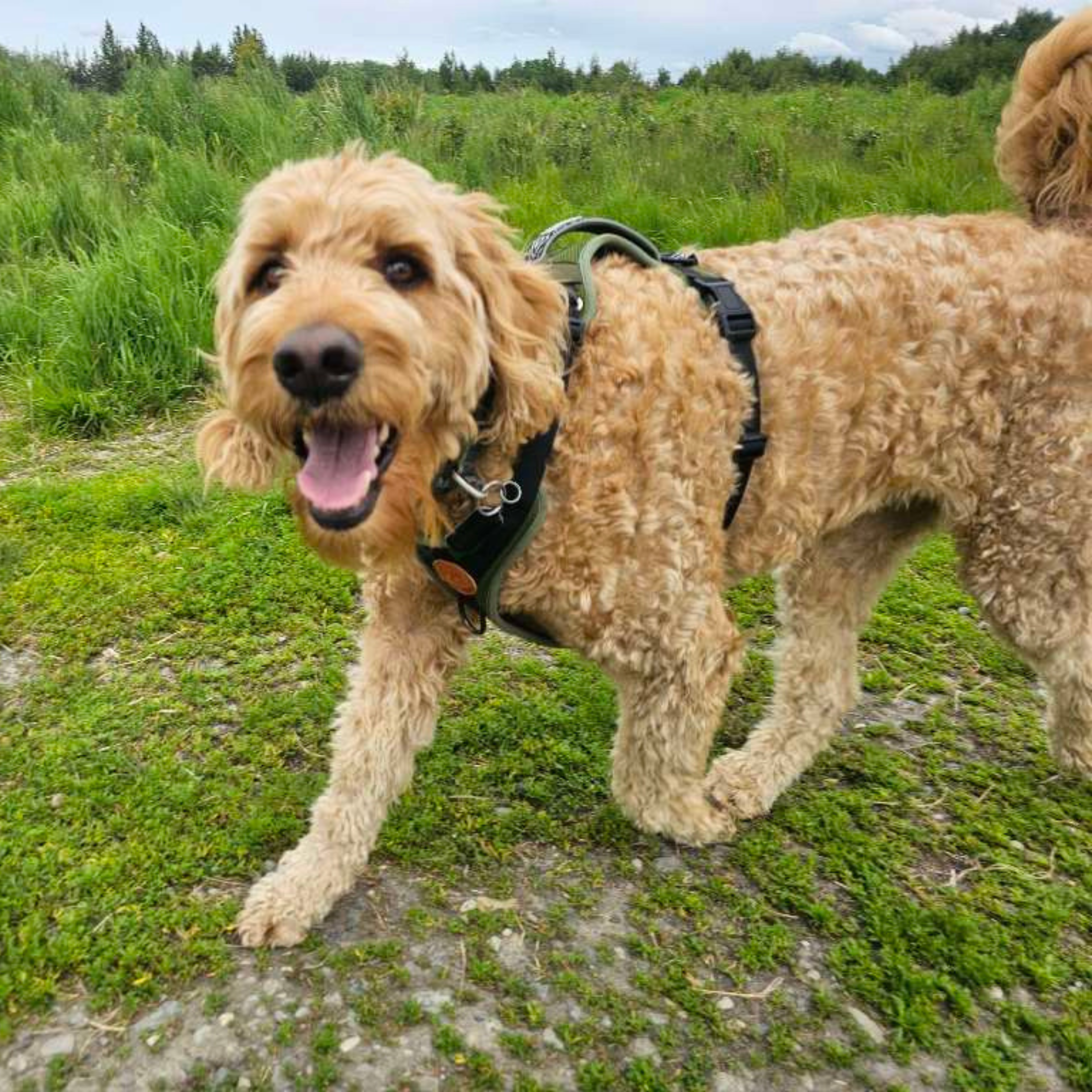 signature dog walk anchorage