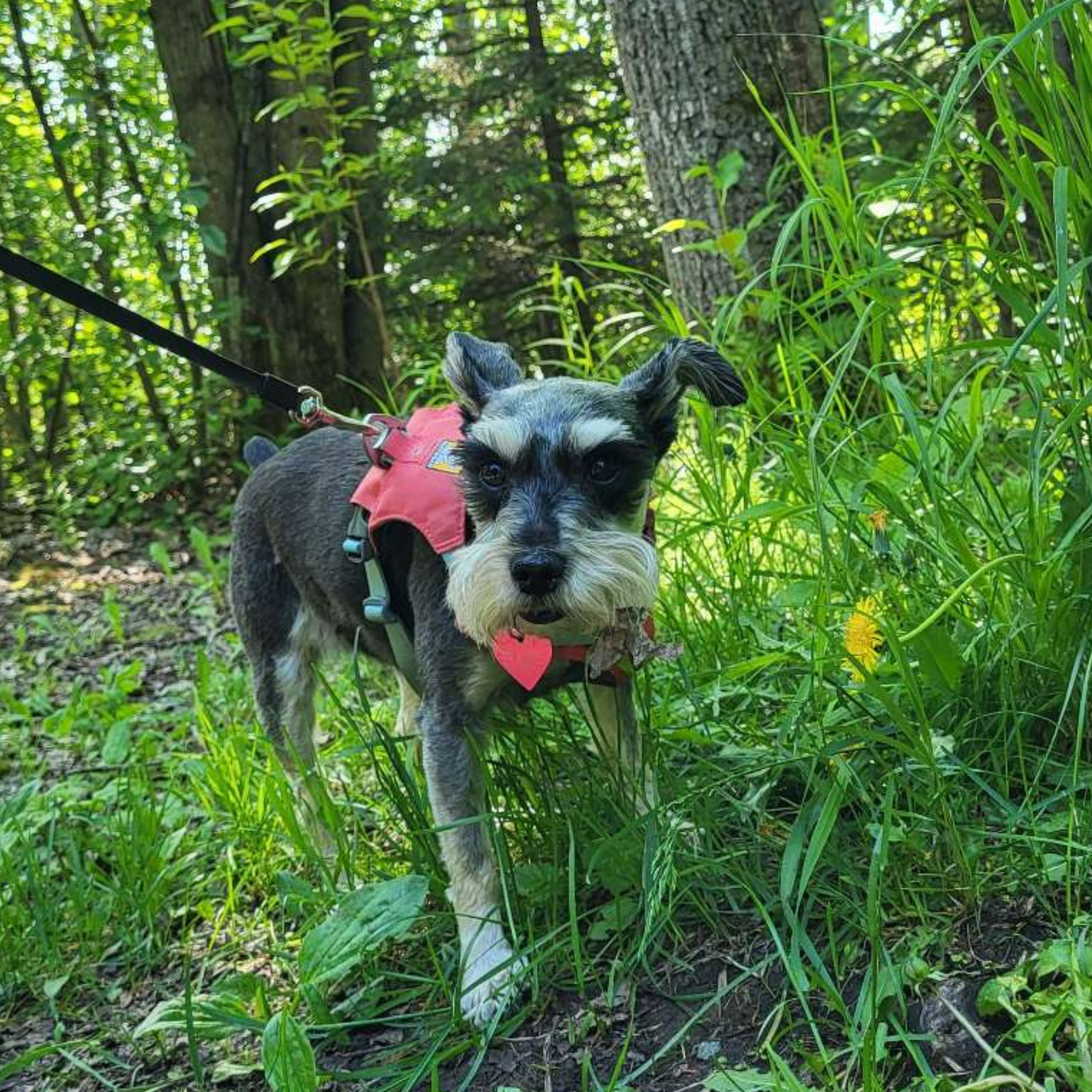 neighborhood dog walk anchorage