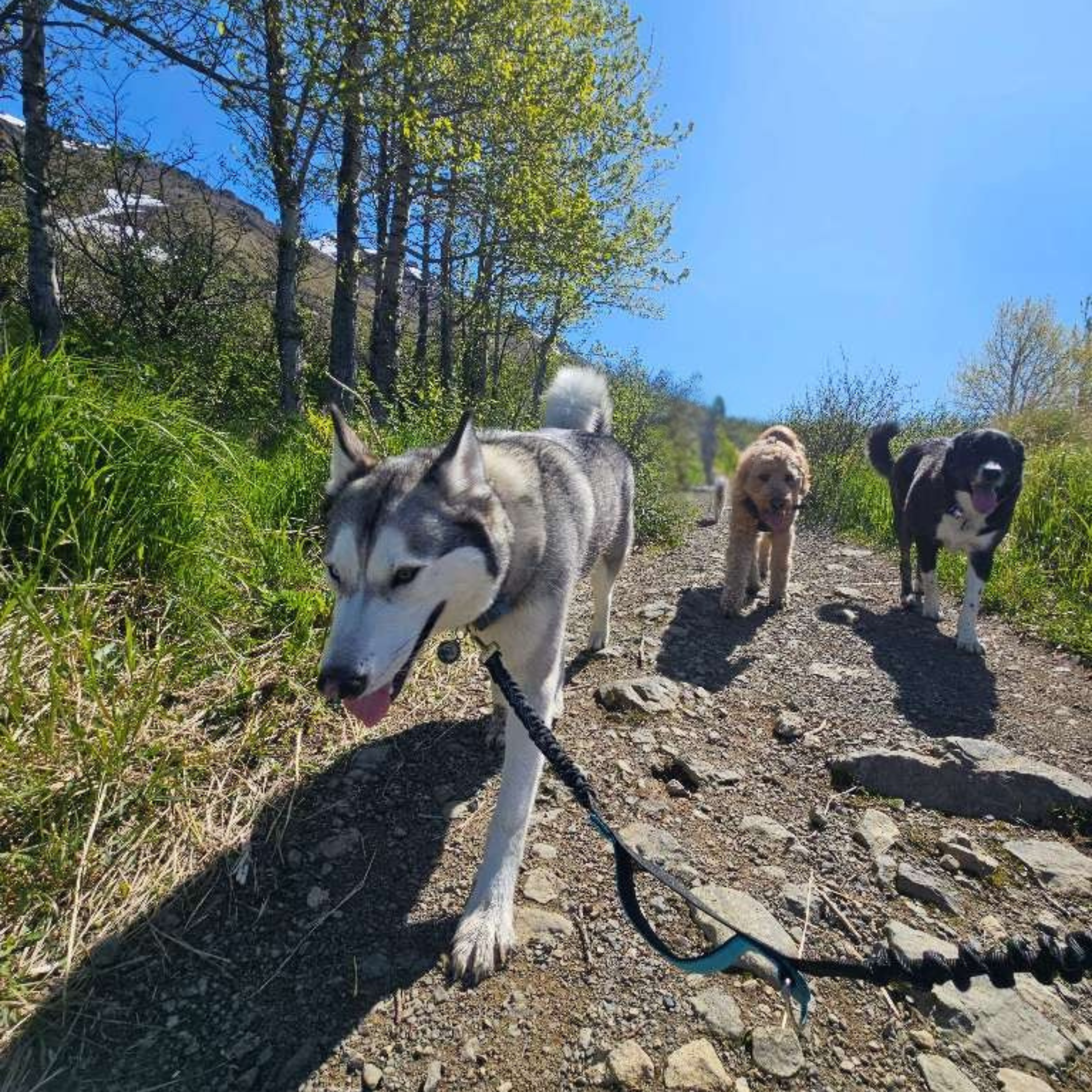 dog trail adventure anchorage