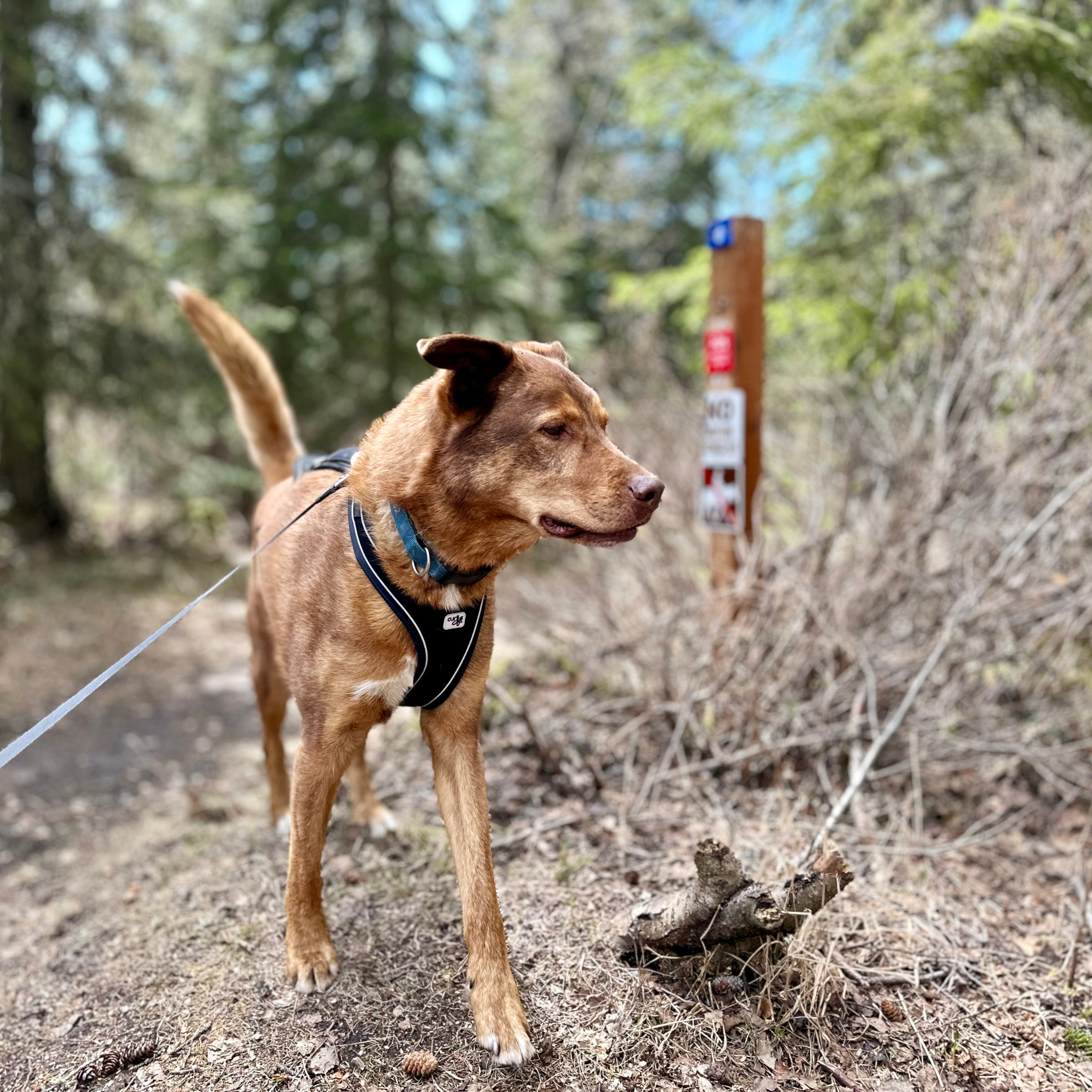 dog adventure anchroage