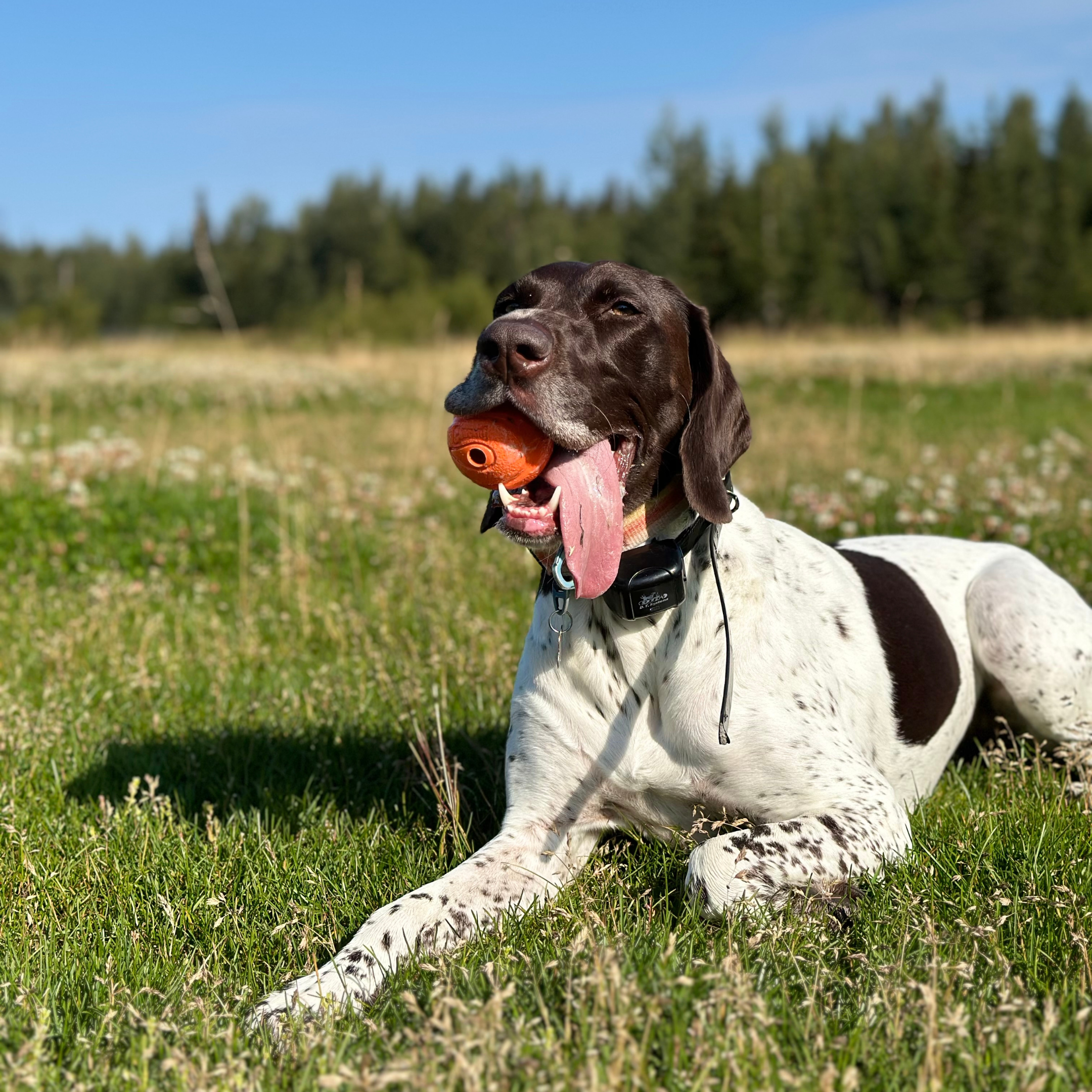 Anchorage dog trainer