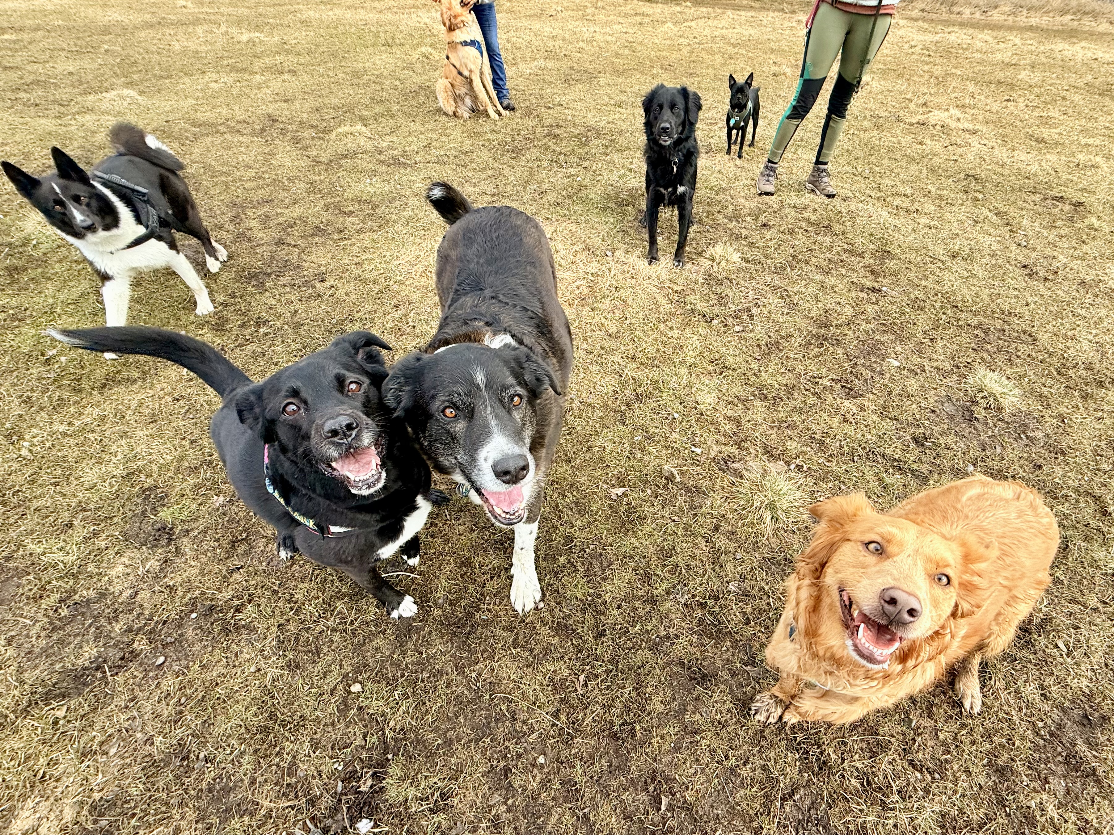 dog trail adventure anchorage