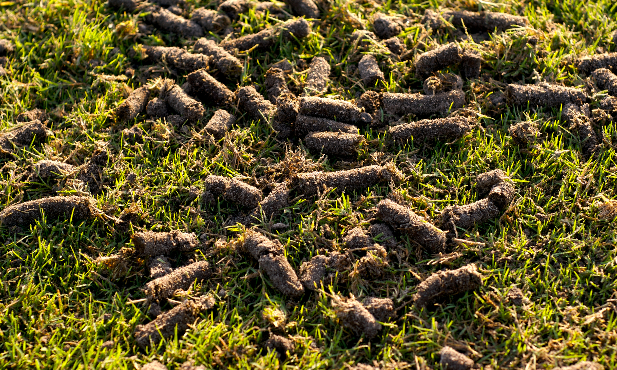 Aeration Service Aeration Service