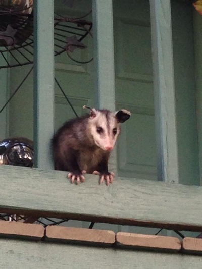  in Dixie County, FL