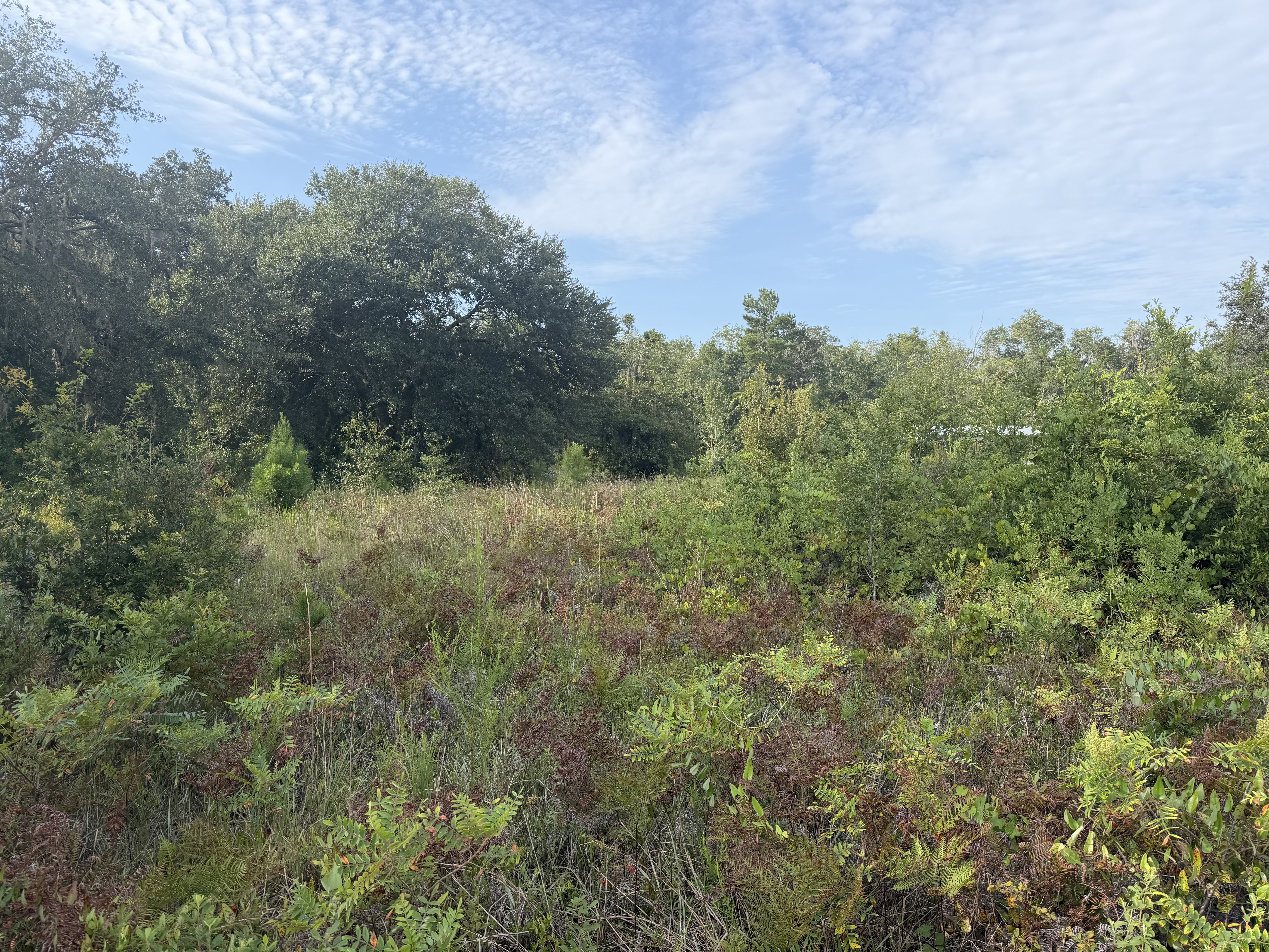 Before: overgrown property