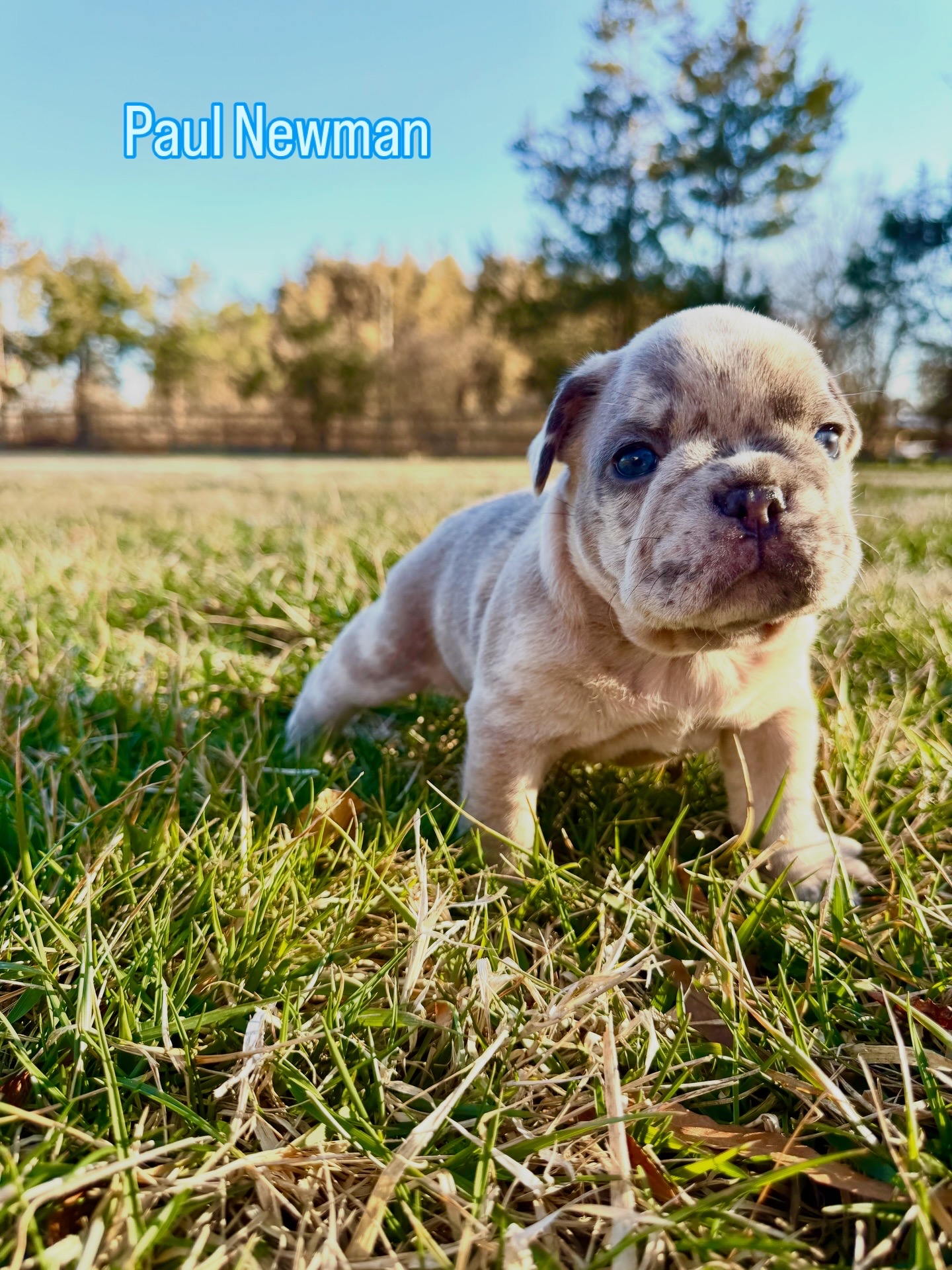 Paul Newman — Merle French Bulldog Puppy