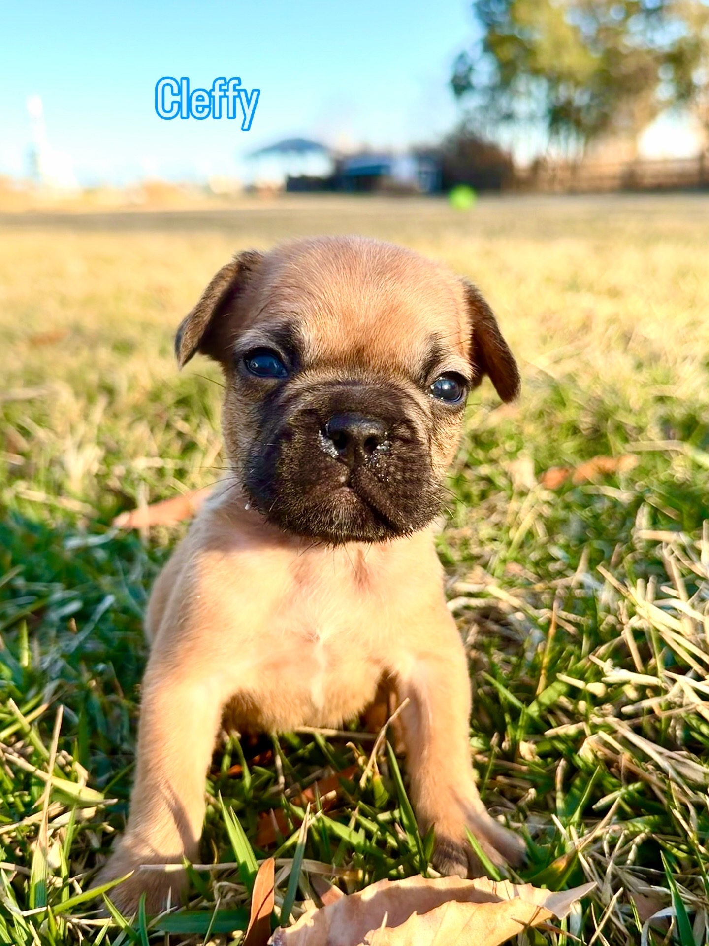 Clive Owen — Fawn French Bulldog Puppy