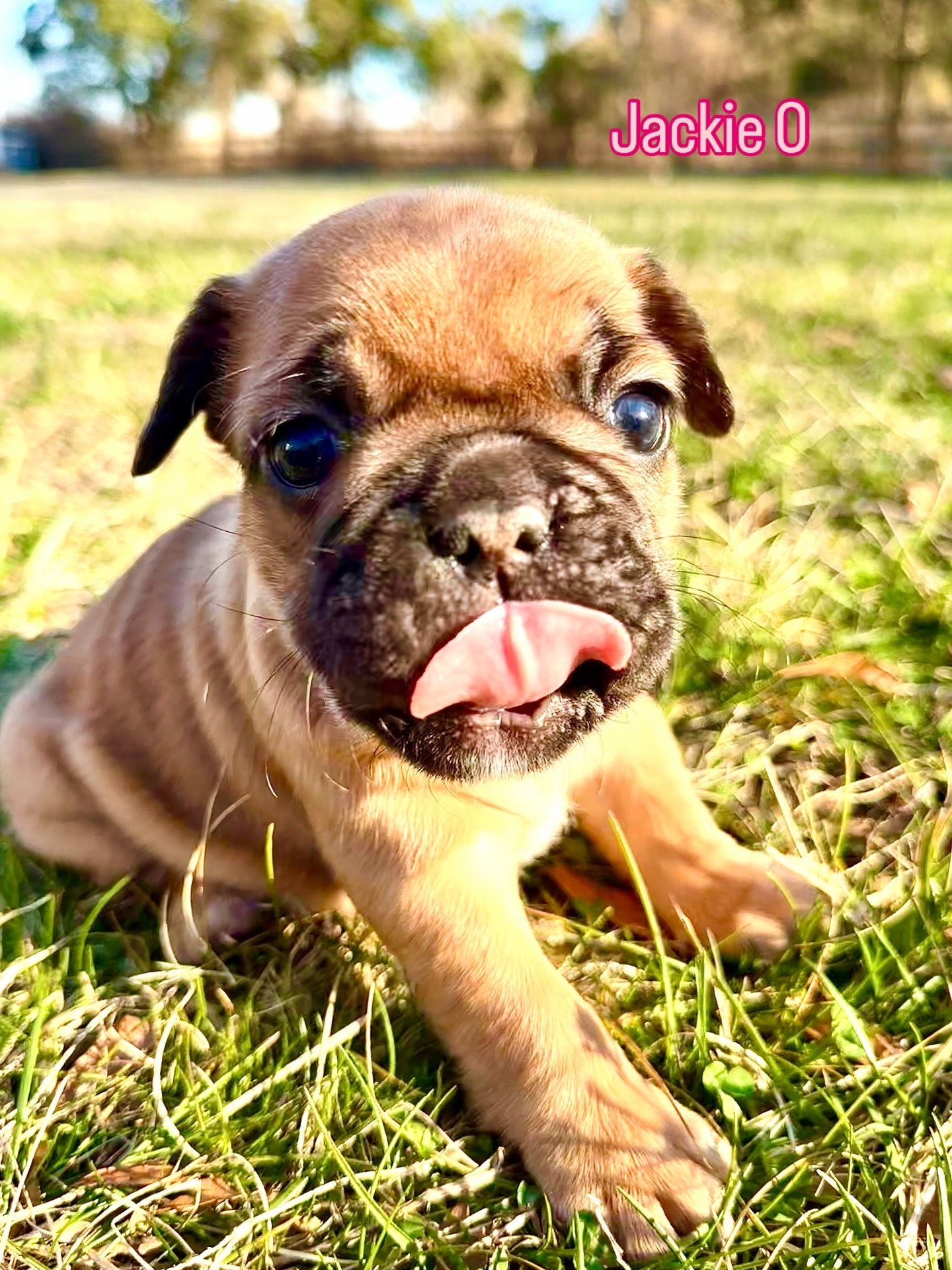 Jackie O — Fawn French Bulldog Puppy