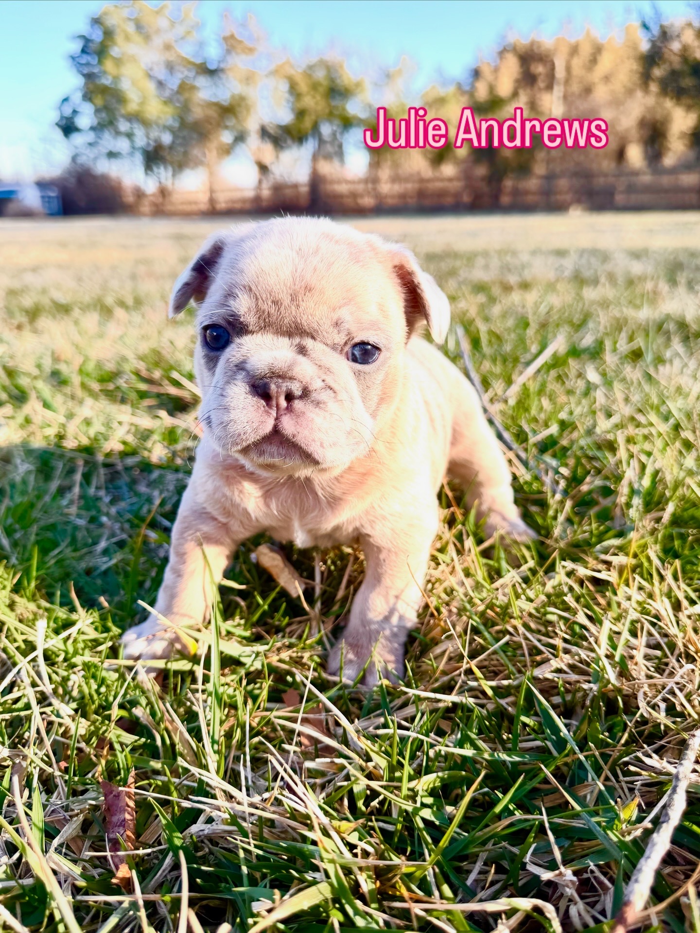 Julie Andrews — Merle French Bulldog Puppy