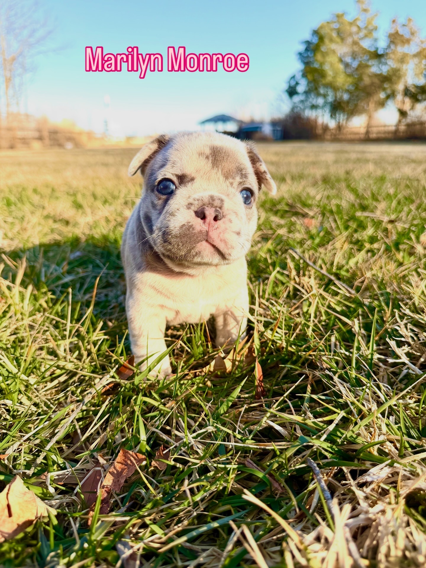 Marilyn Monroe — Merle French Bulldog Puppy