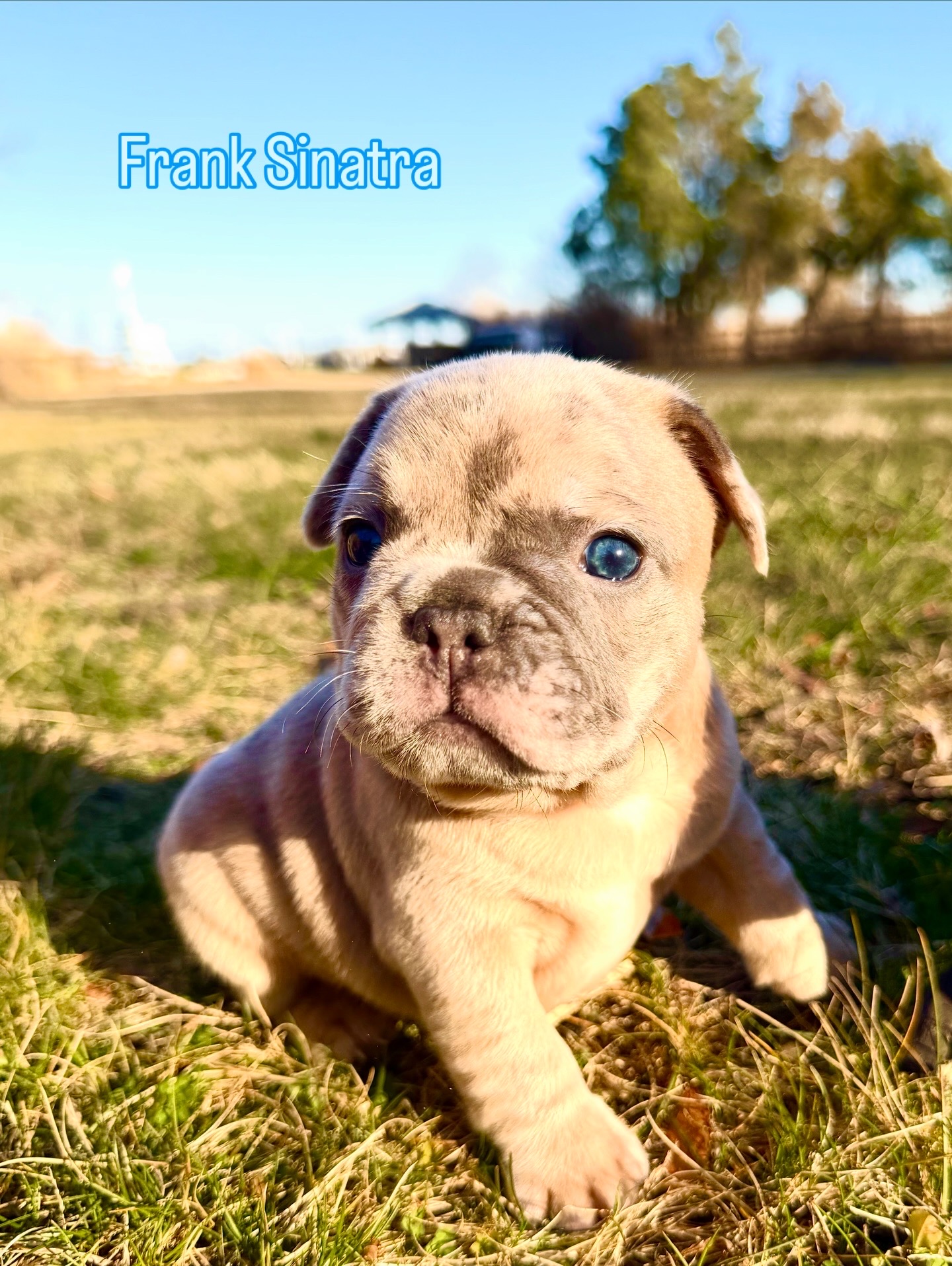 Frank Sinatra — Merle French Bulldog Puppy